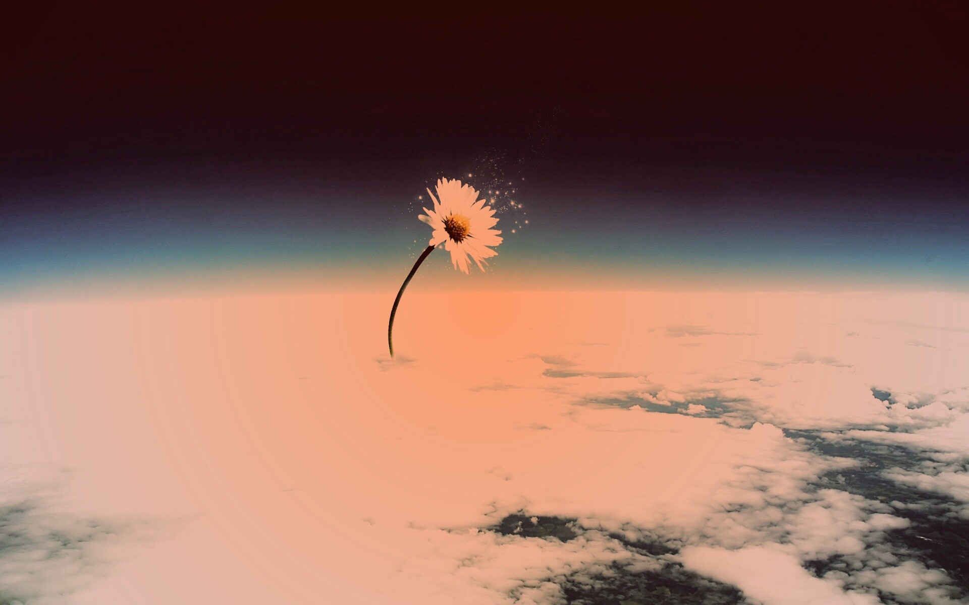 Ромашка в стратосфере обои