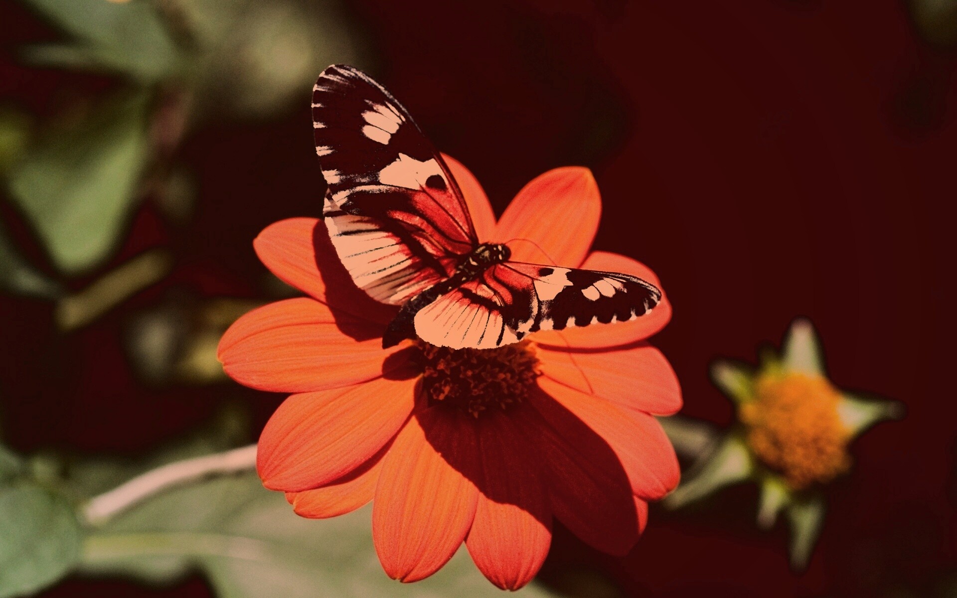 Бабочка на цветке обои