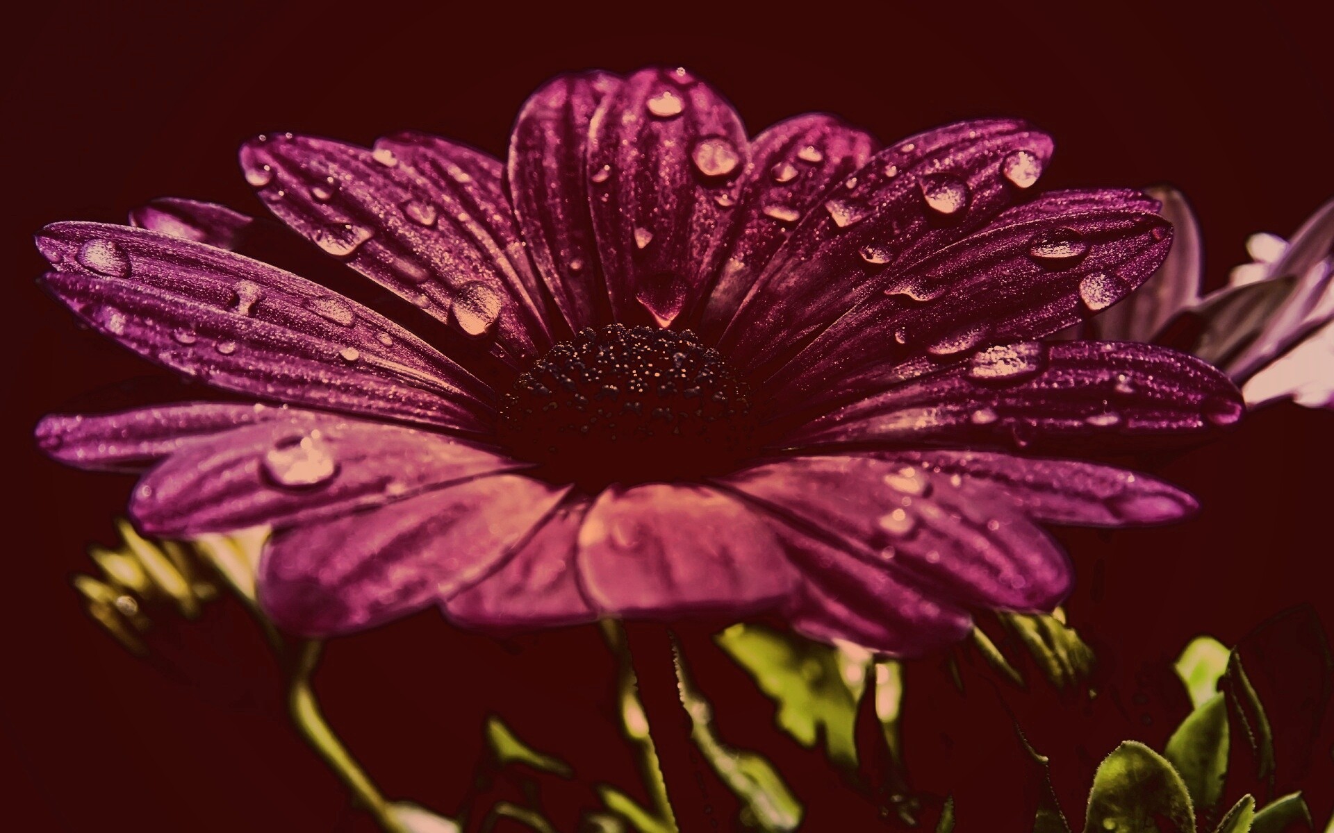 Мокрый от росы фиолетовый цветок обои
