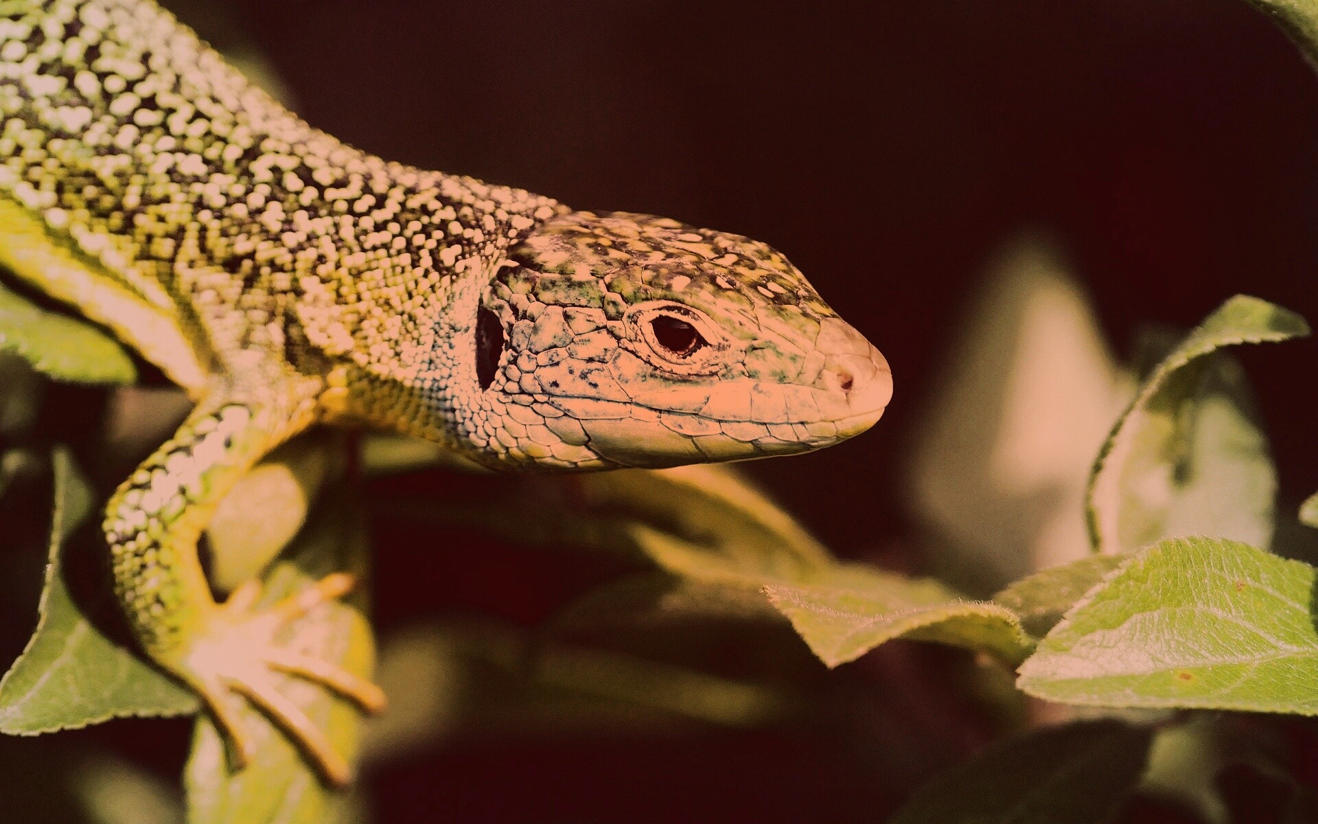 Ящерка на листьях обои