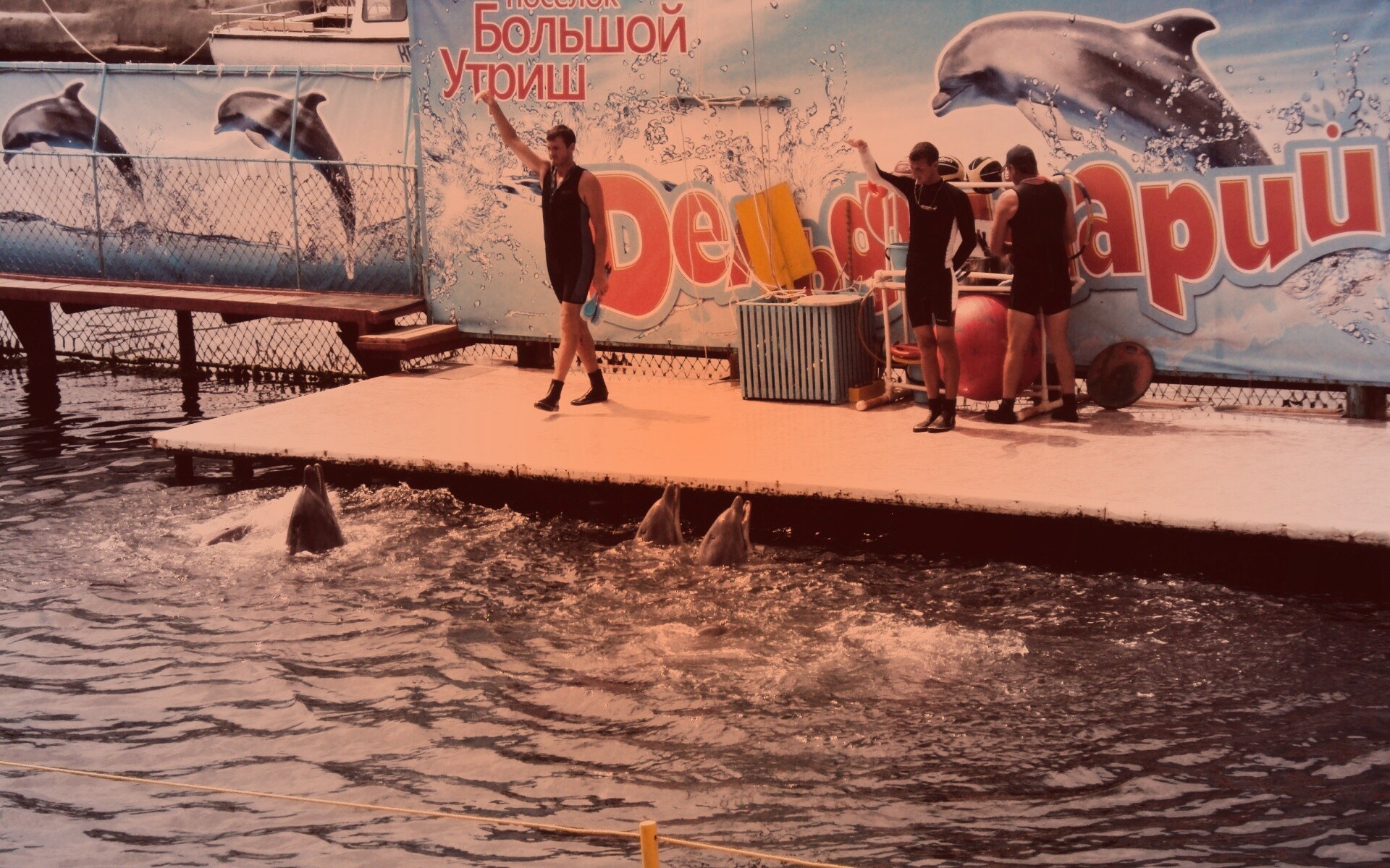 Утро в дельфинарии обои