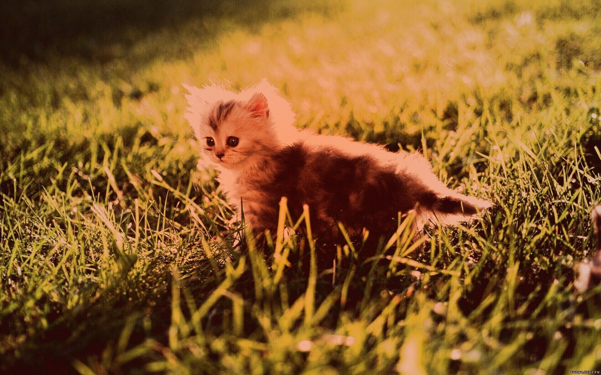 Котёнок в траве обои