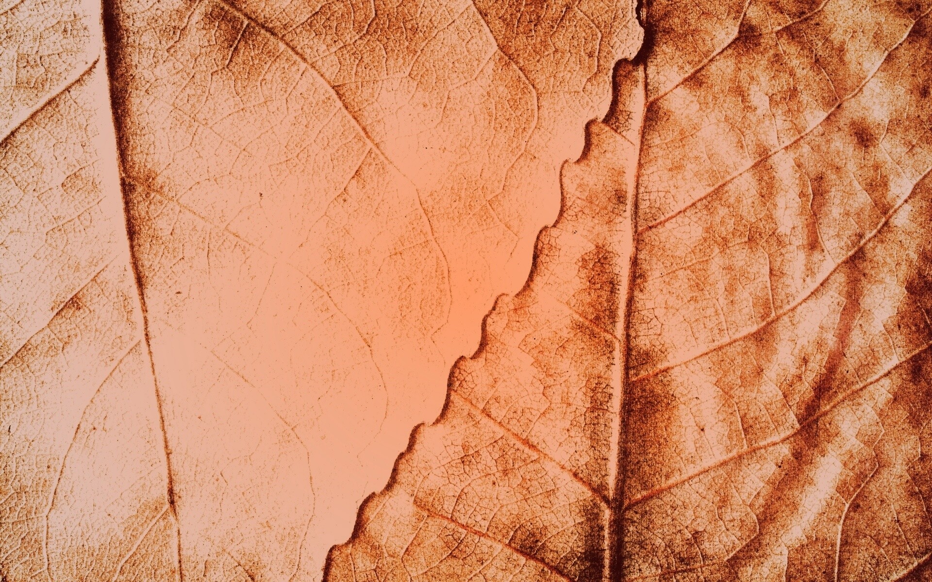 Текстура желтых увядших листьев обои