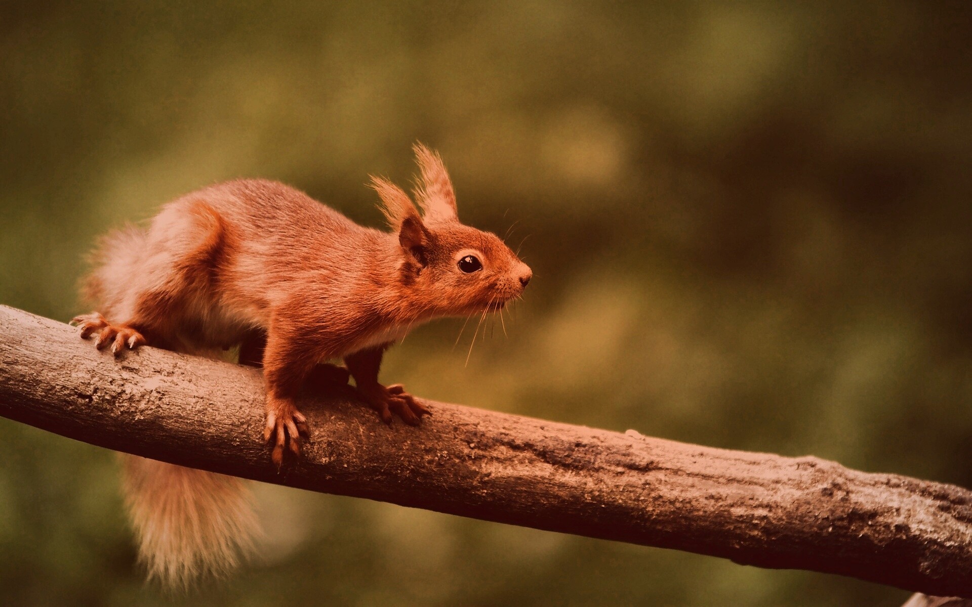 Белочка на ветке обои