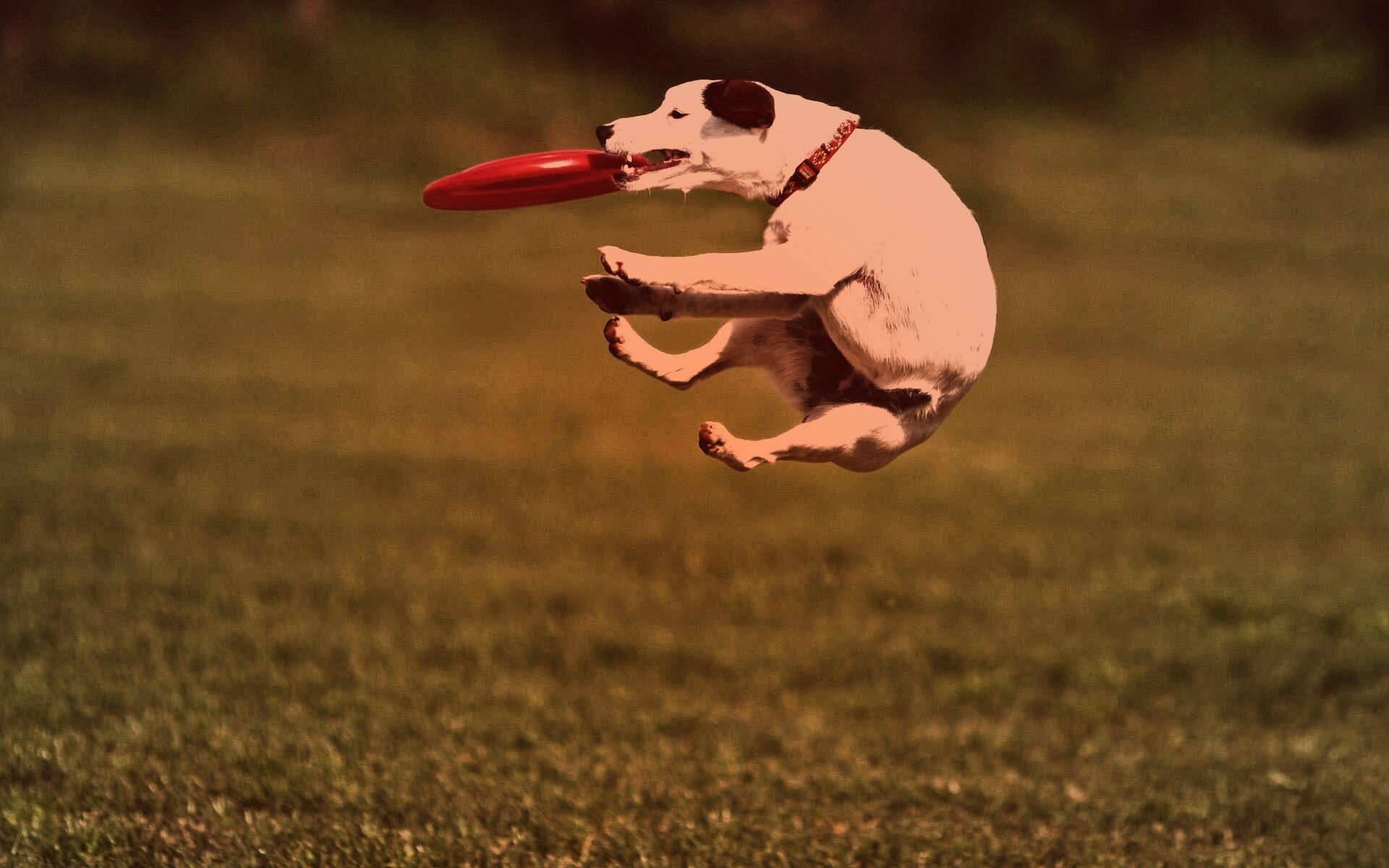 Ловкач обои