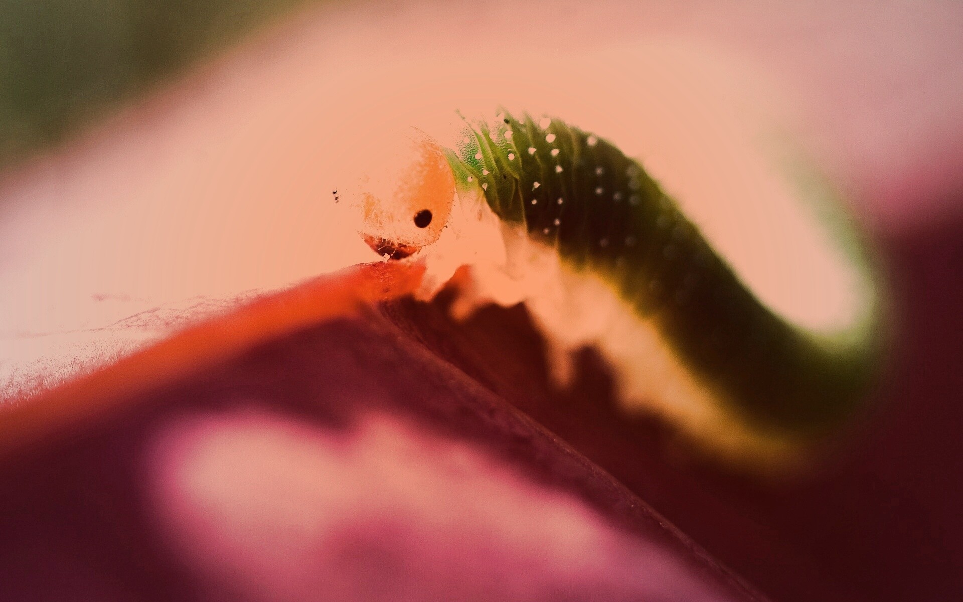 Гусеница бабочки на лепестке обои