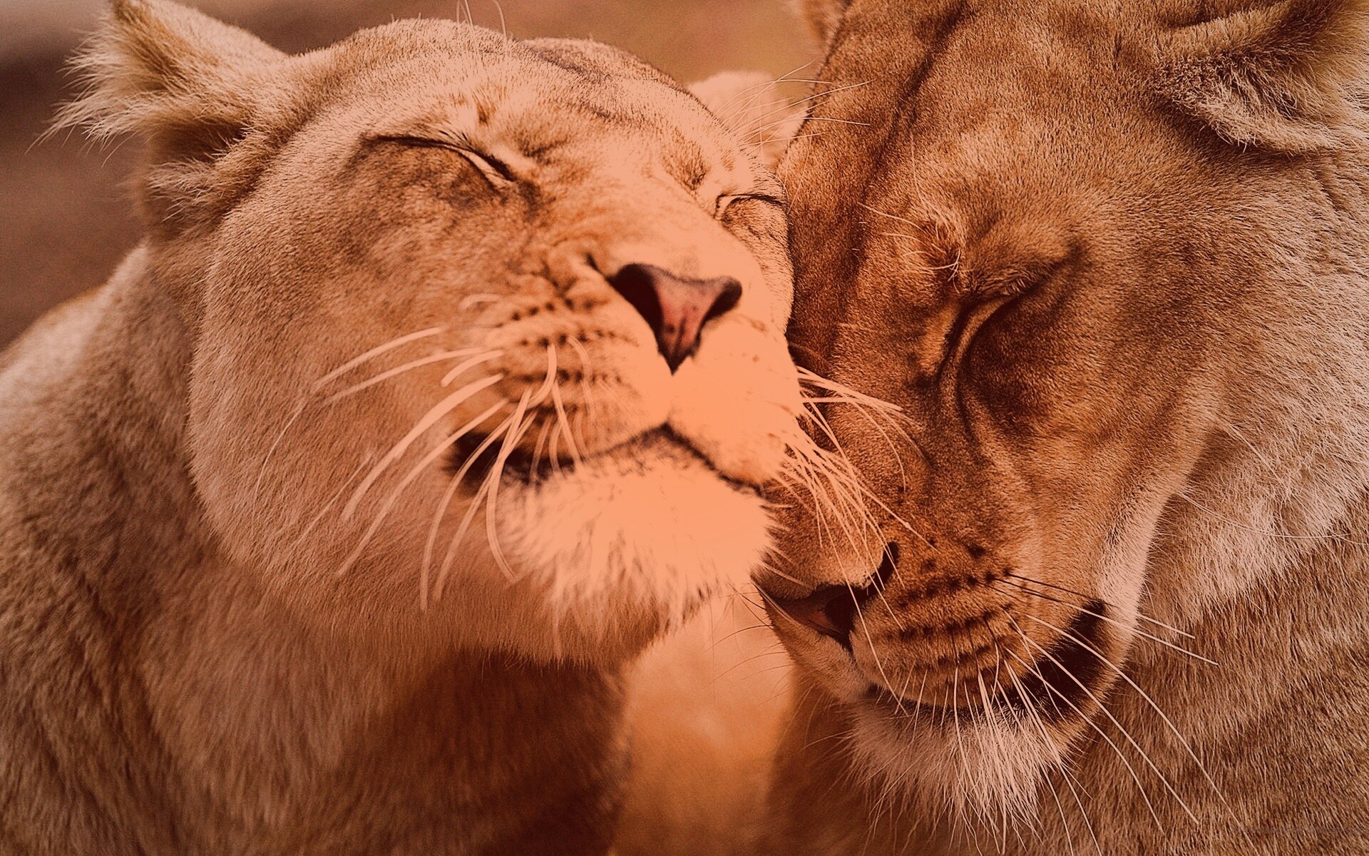 Нежные львы обои