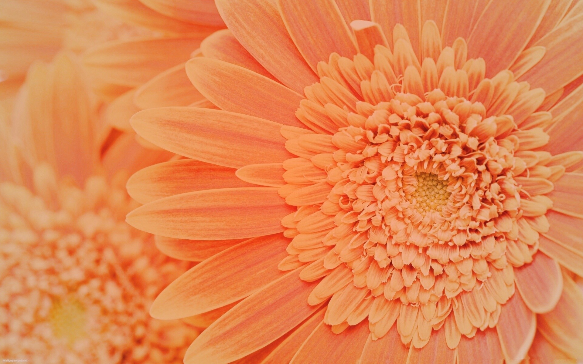 Большой оранжевый гербер обои