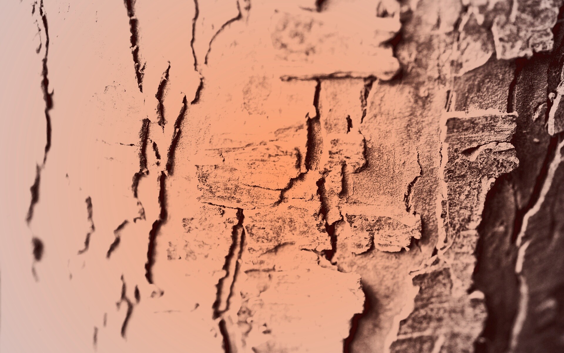 Белая кора обои