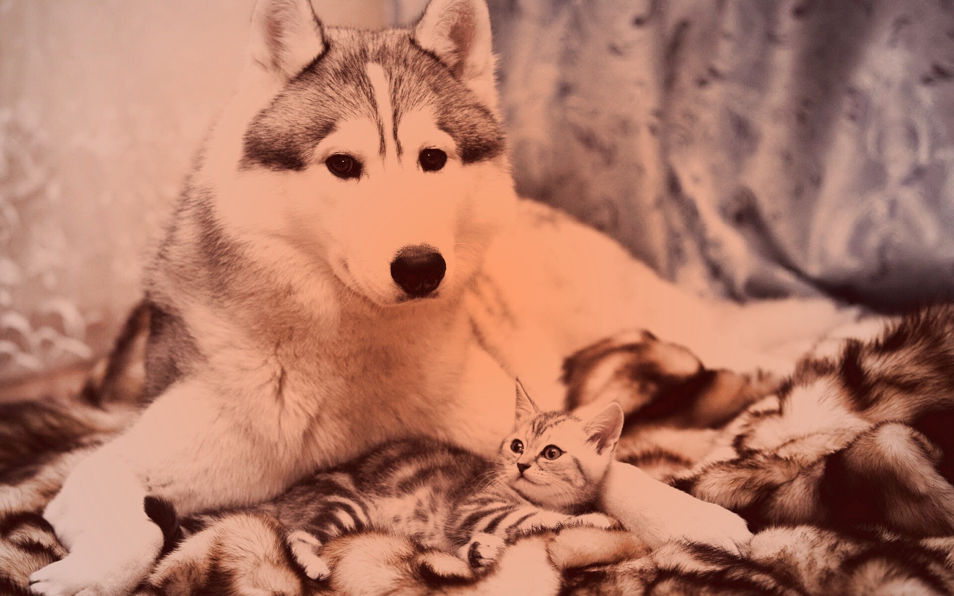 Собака и котенок обои