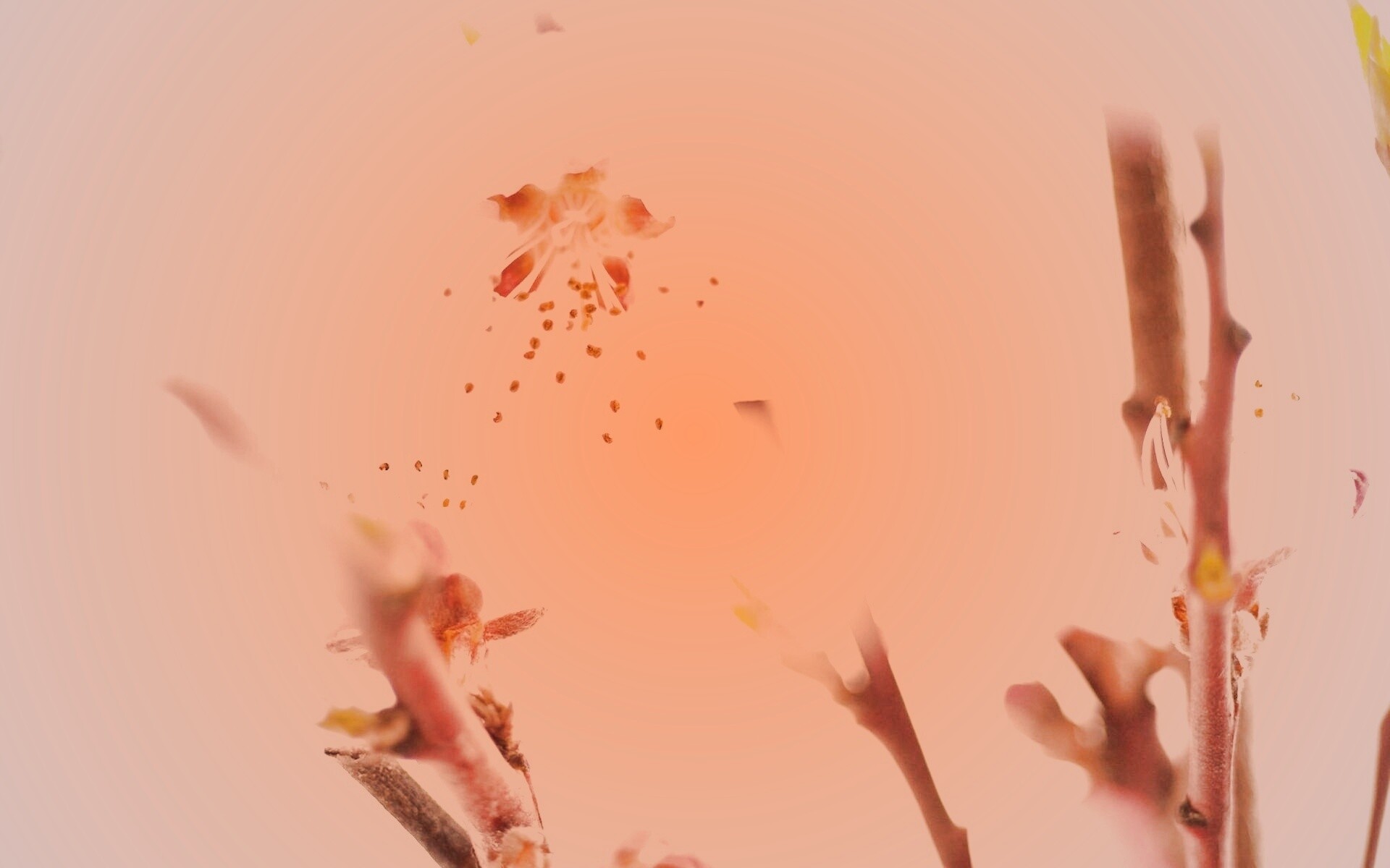 Нежные розовые цветы обои