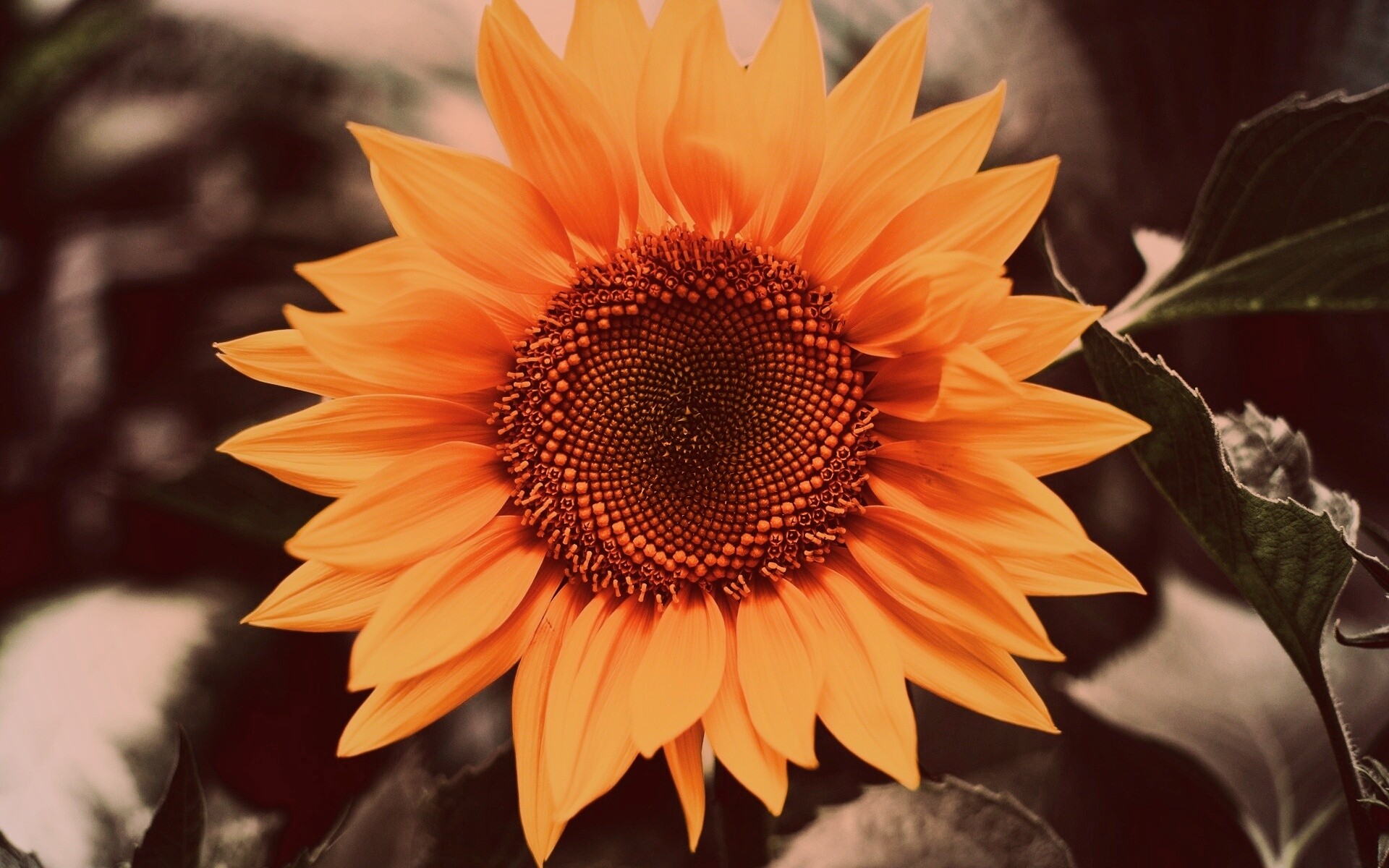 Подсолнух на поле обои