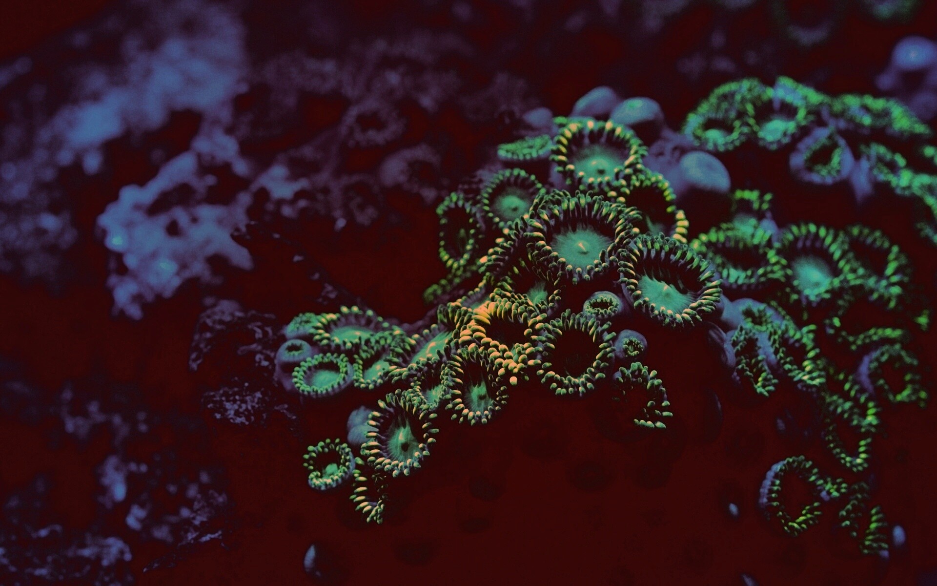 Морское дно обои