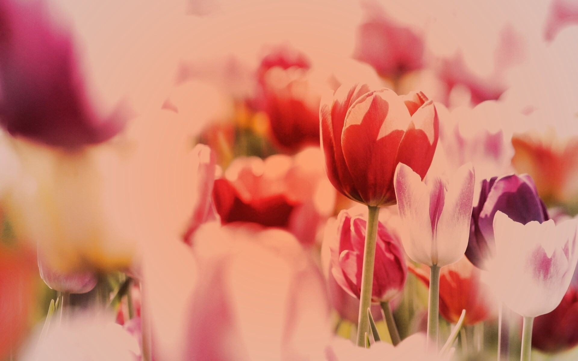 Красивые тюльпаны обои