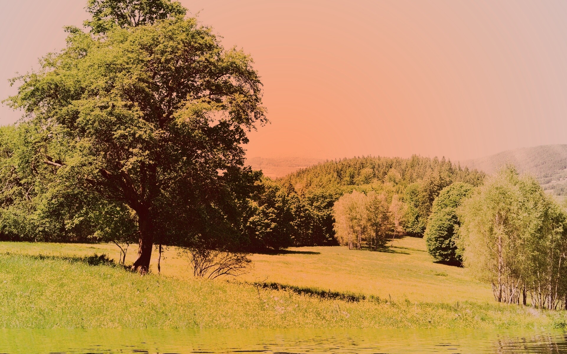 Дерево у воды обои