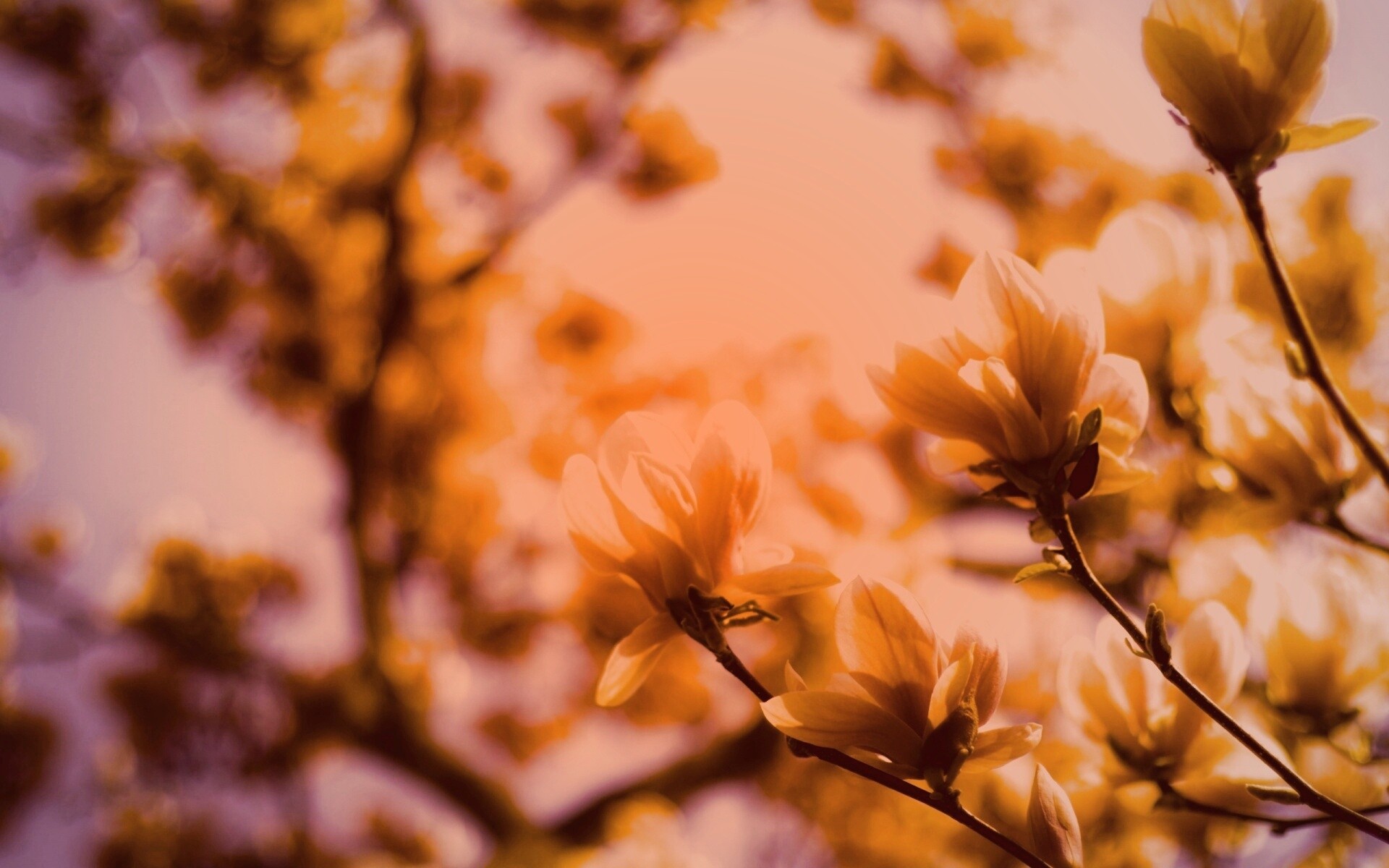 Желтые цветы распустились обои