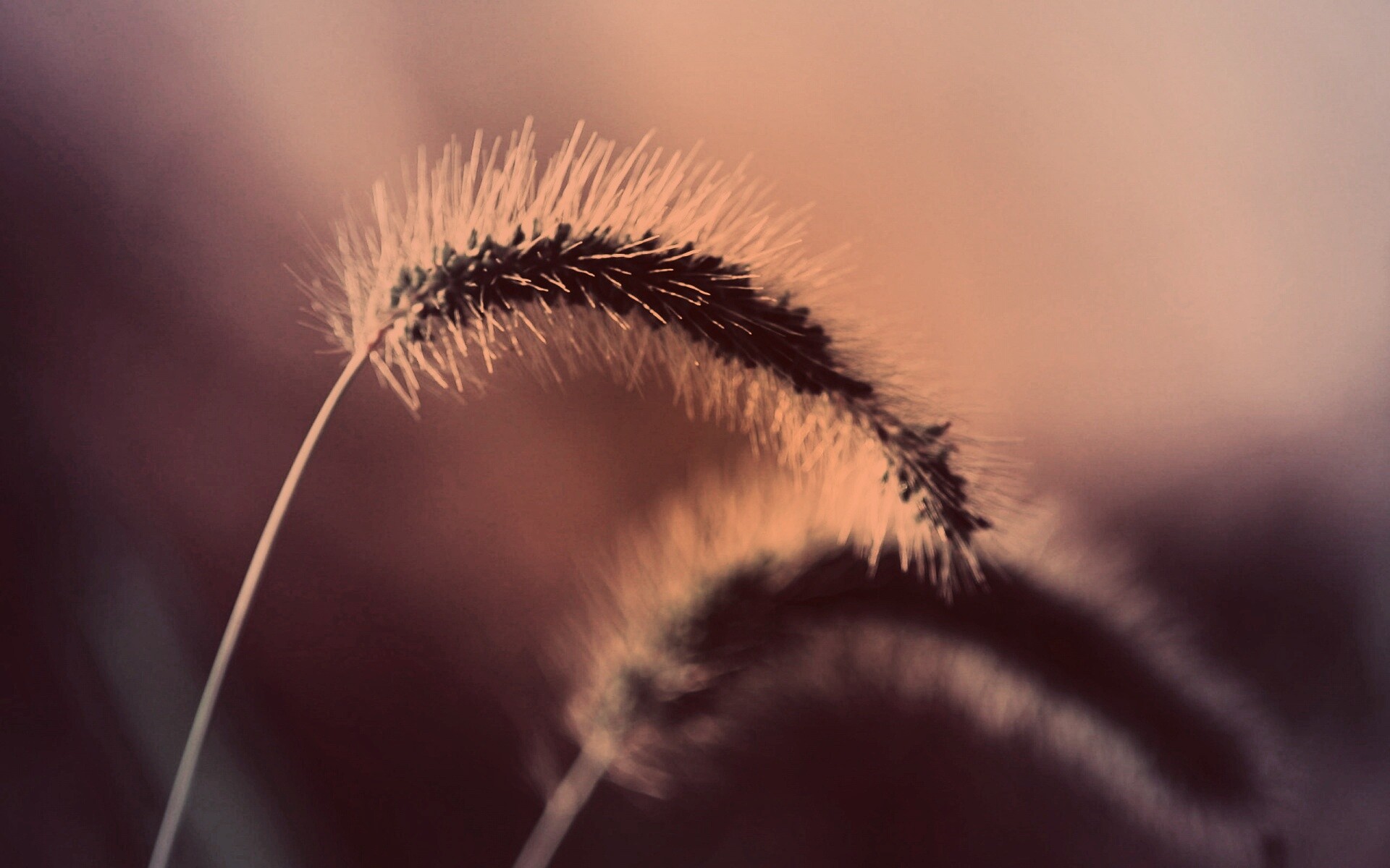 Травинка обои