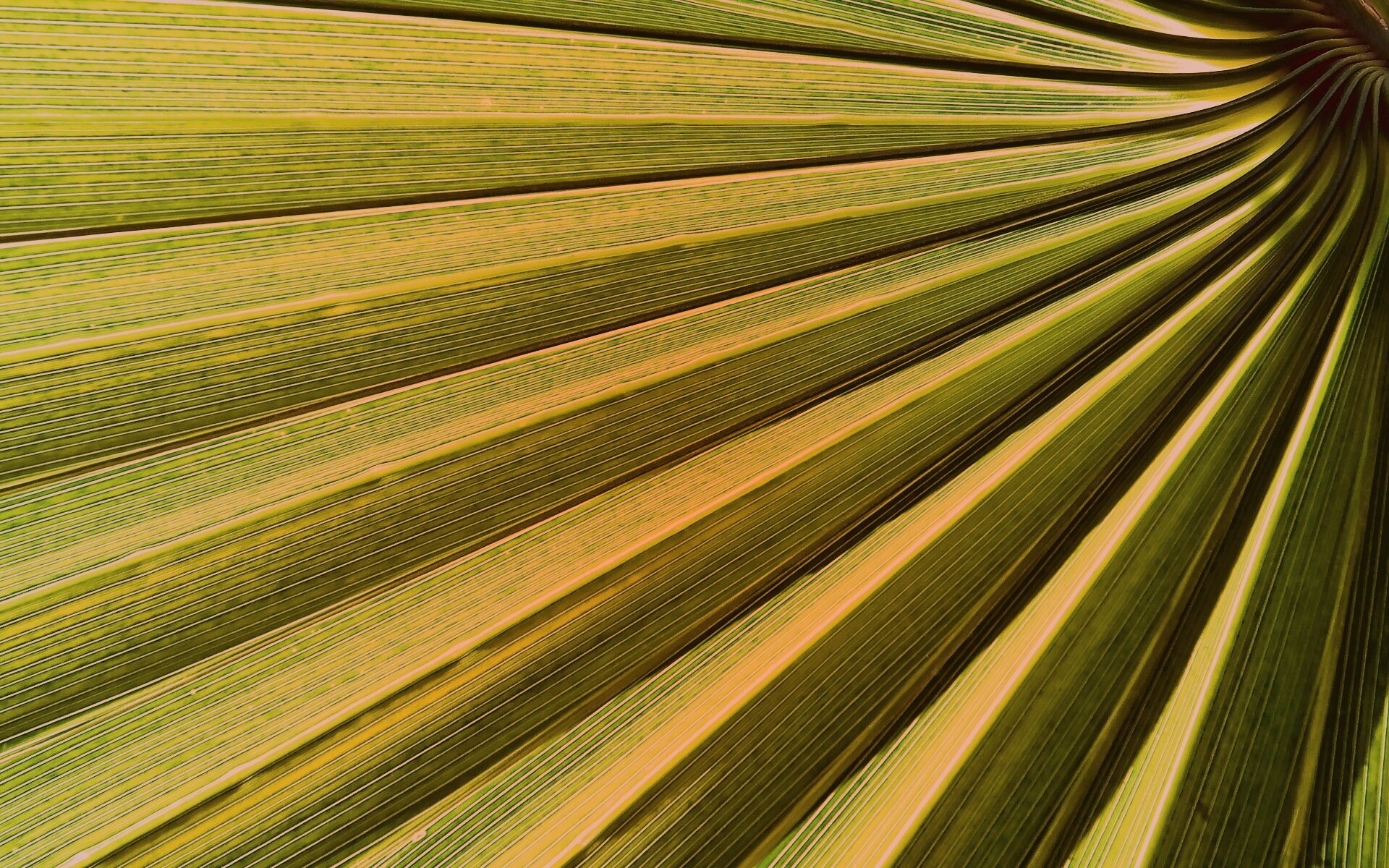 Зеленый пальмовый лист обои