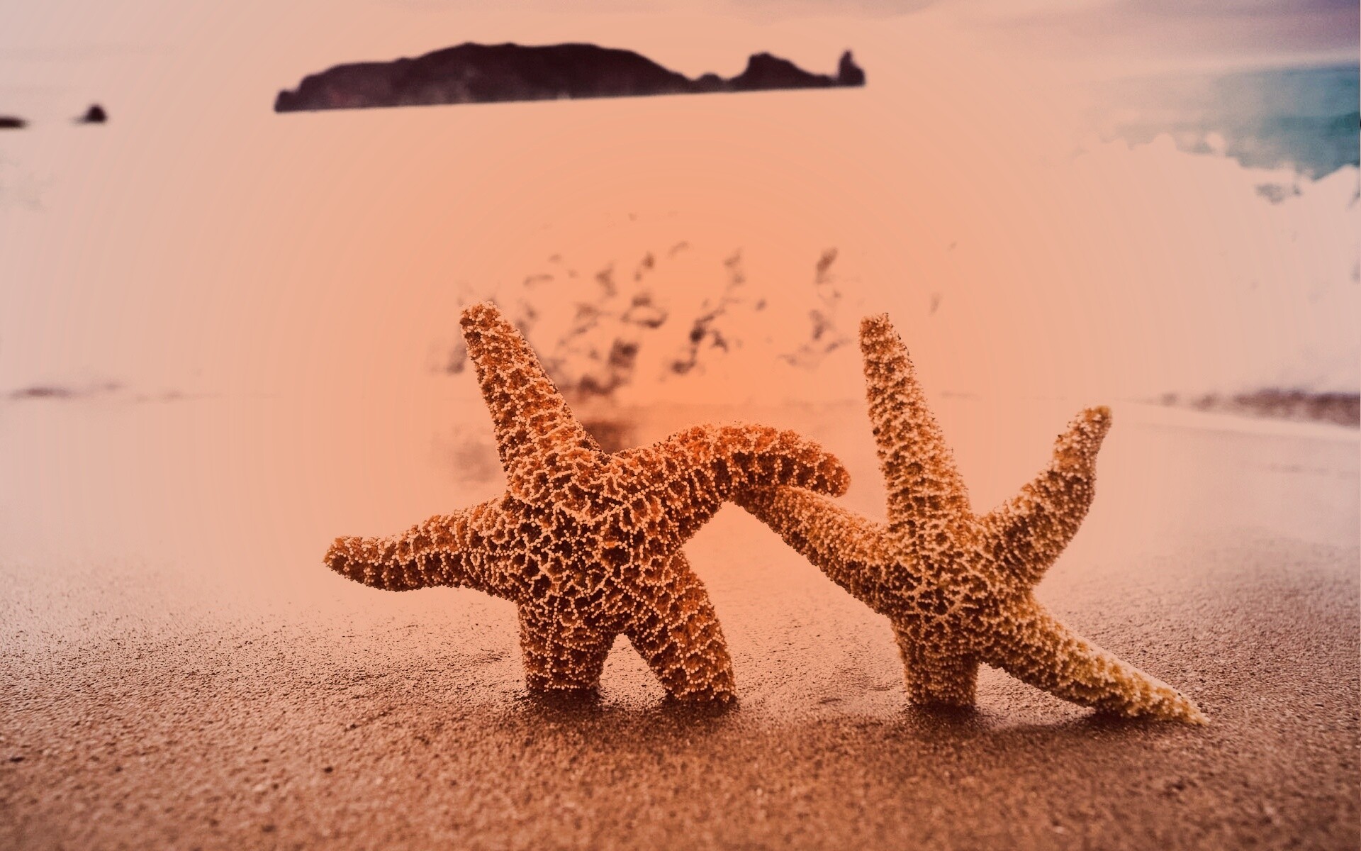 Две морские звезды обои