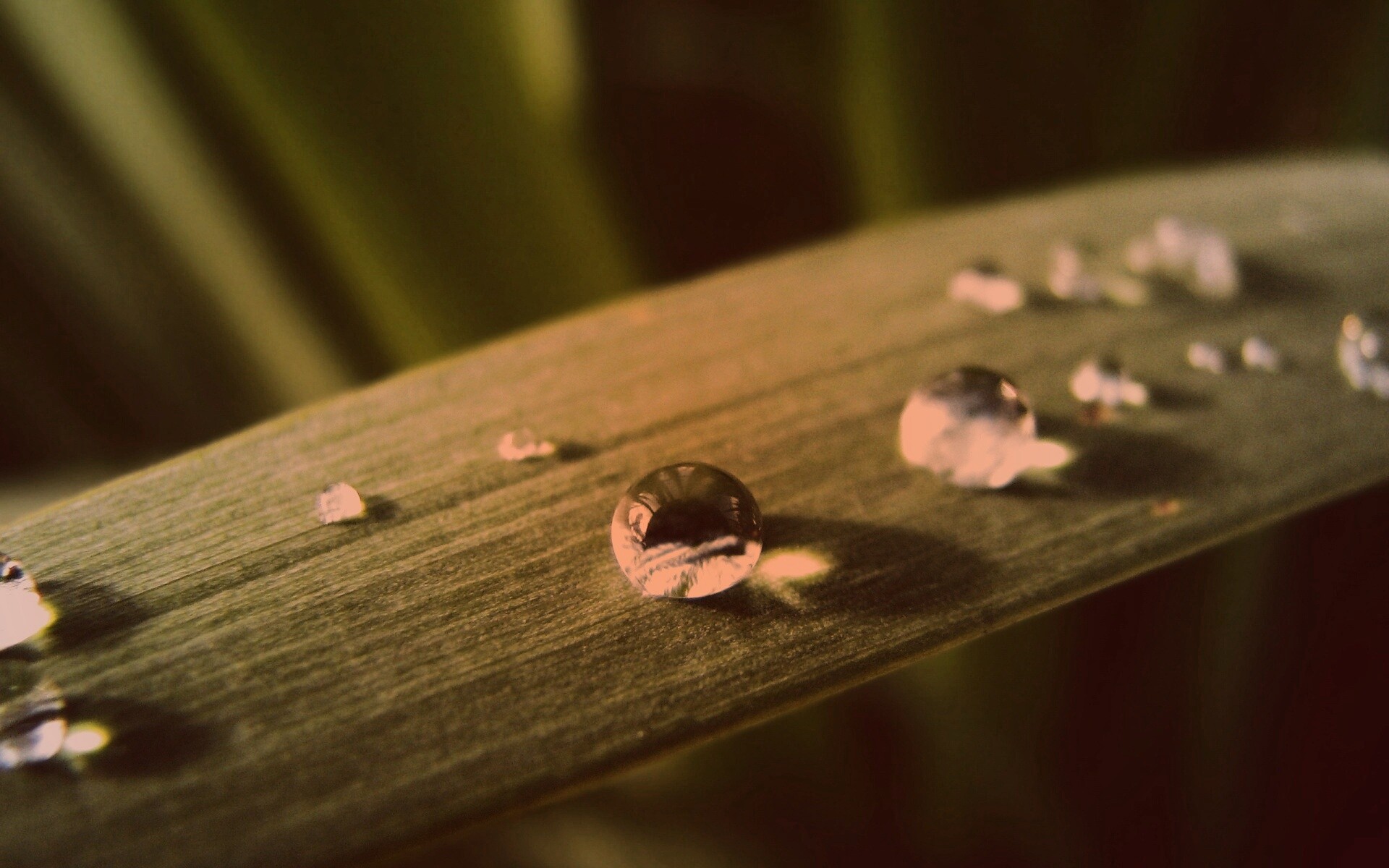 Капли росы на листе обои