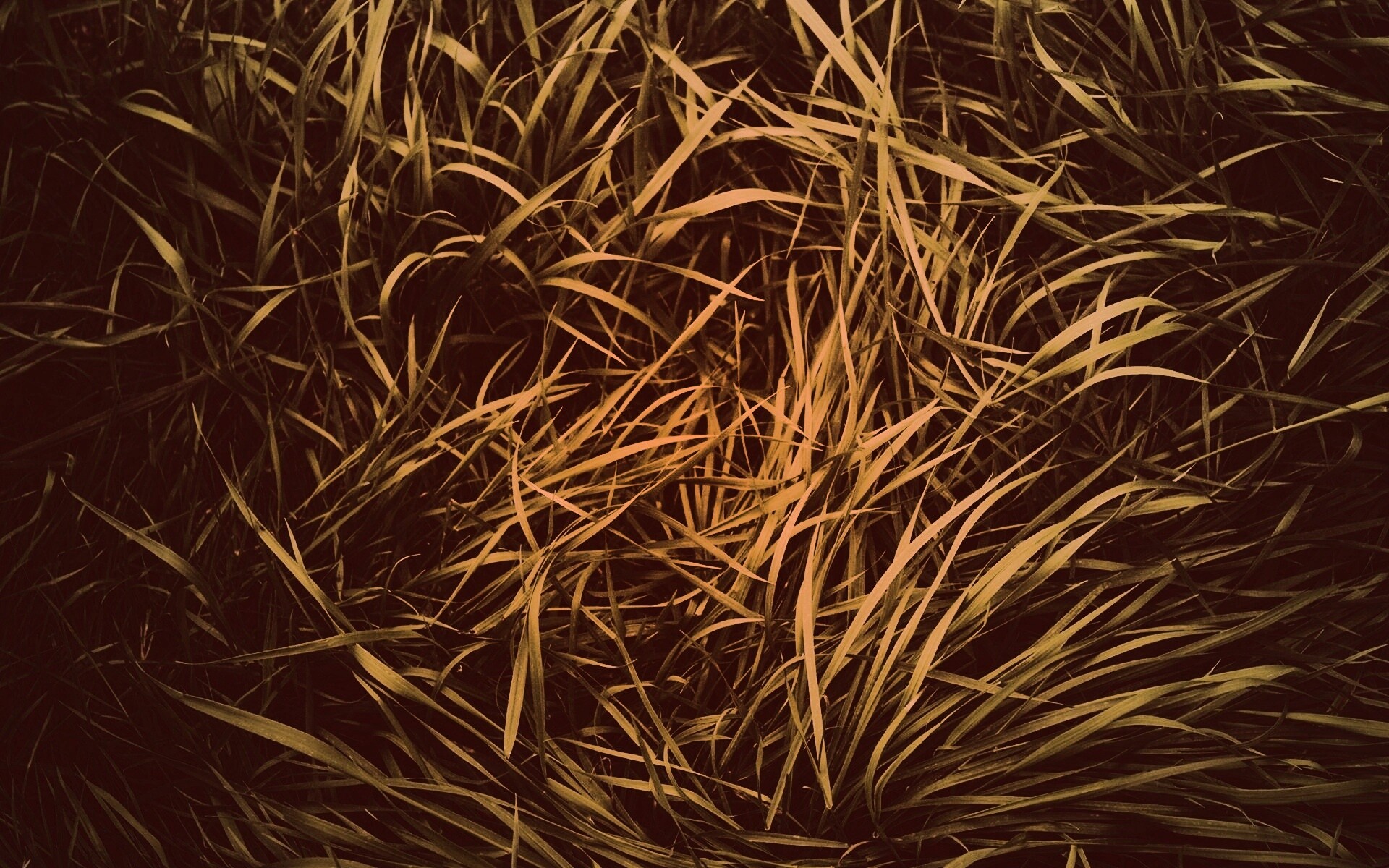 Блеклая трава обои