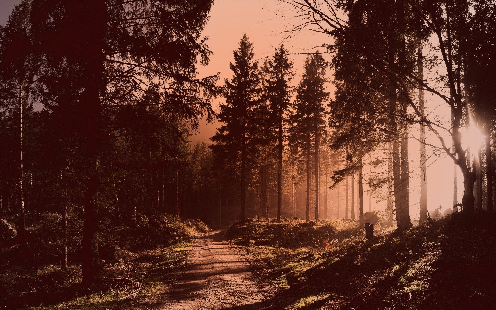 Лесная дорога обои