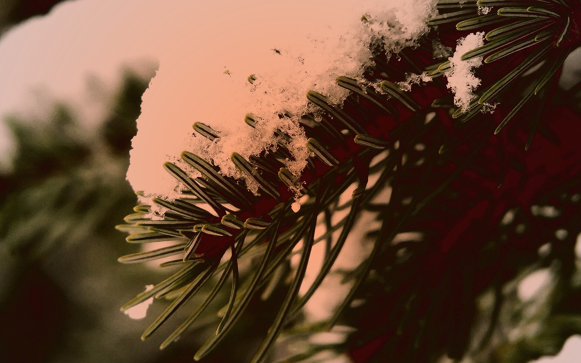 Хвойная ветка вся в снегу обои