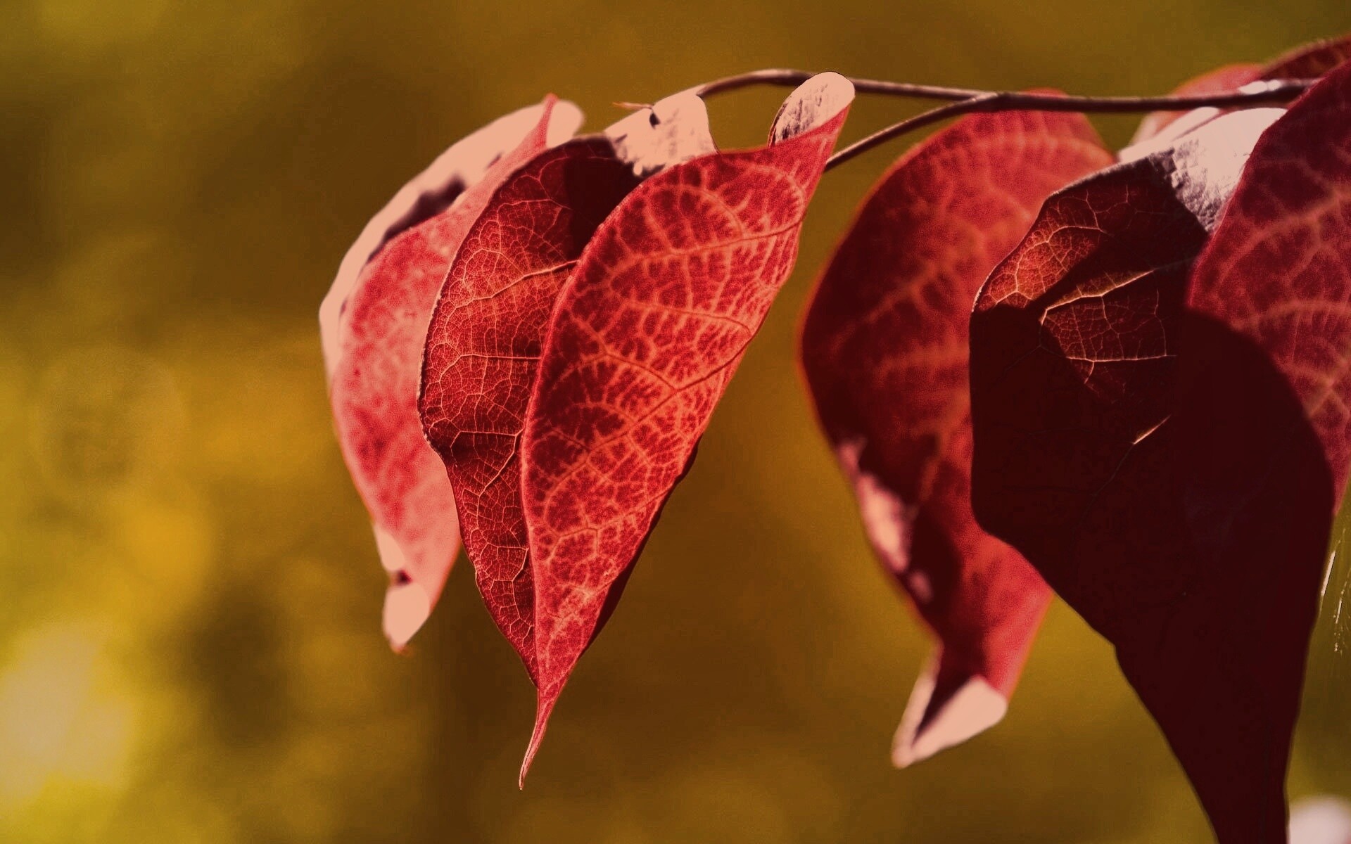 Ветка красных листьев обои