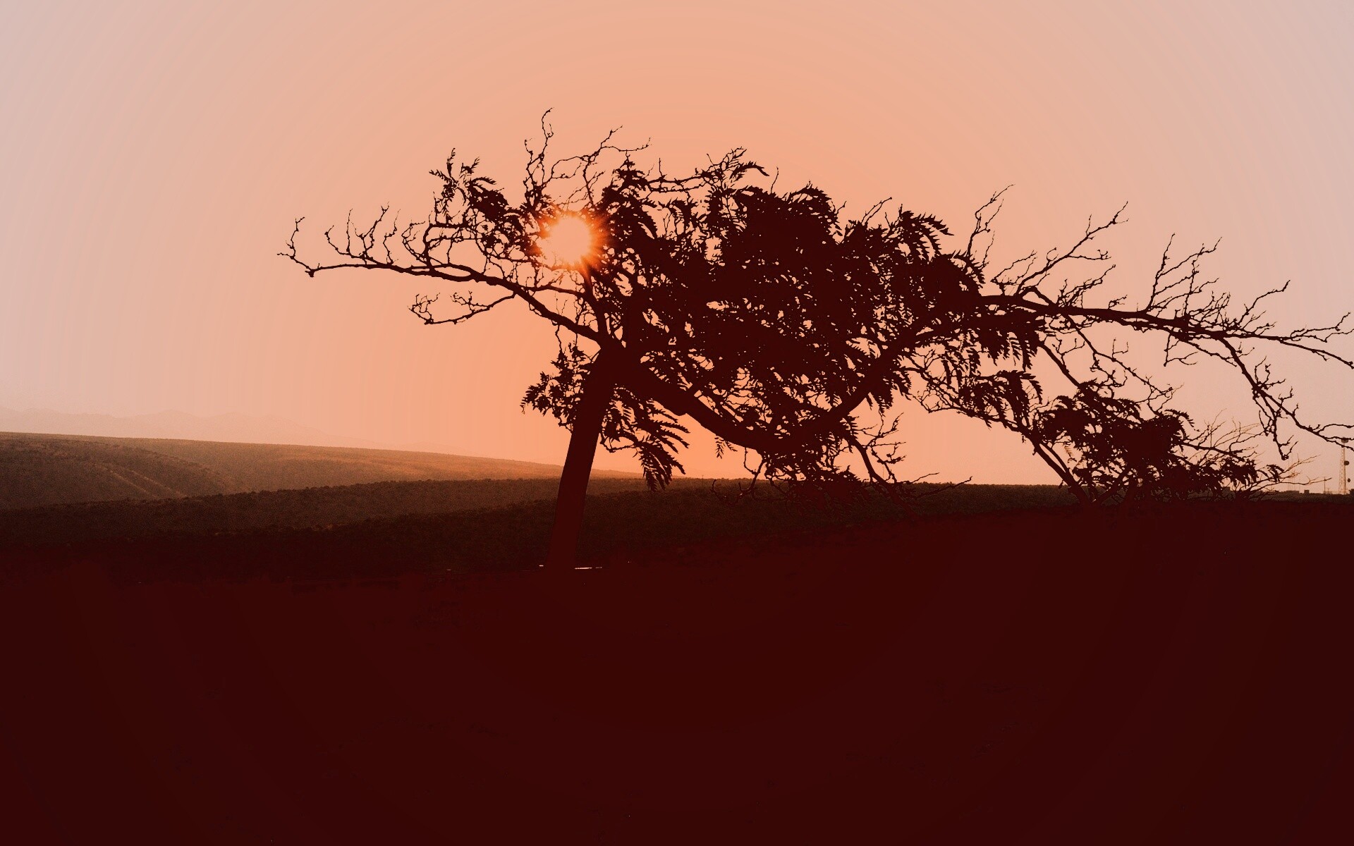 Дерево на закате обои