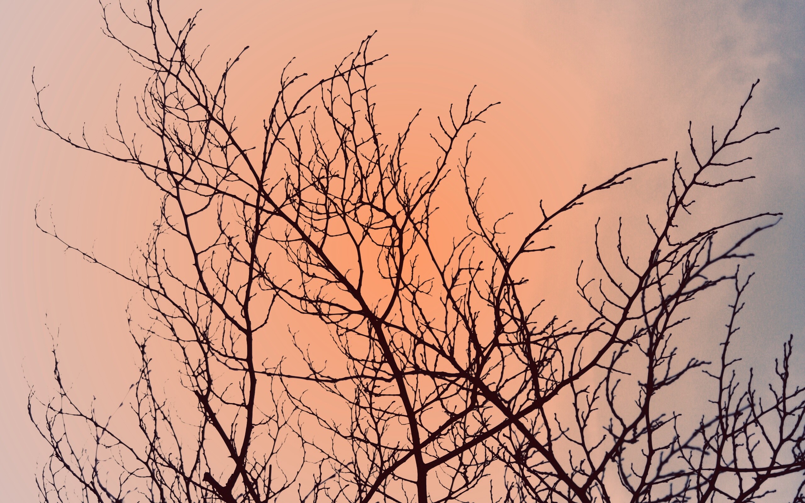 Ветвистое дерево обои