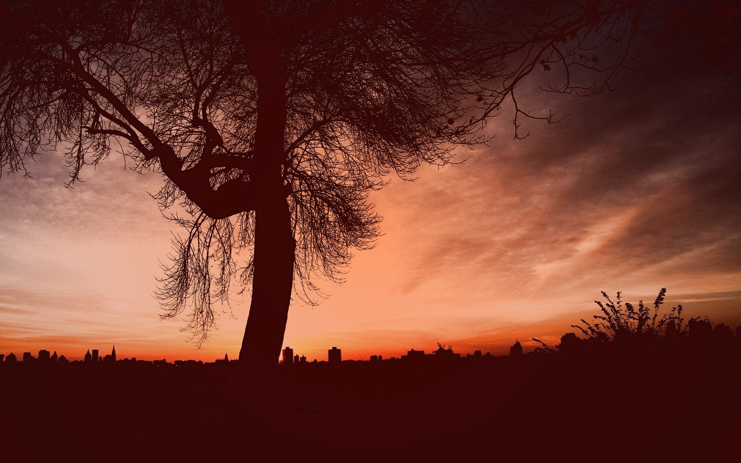 Одинокое дерево обои