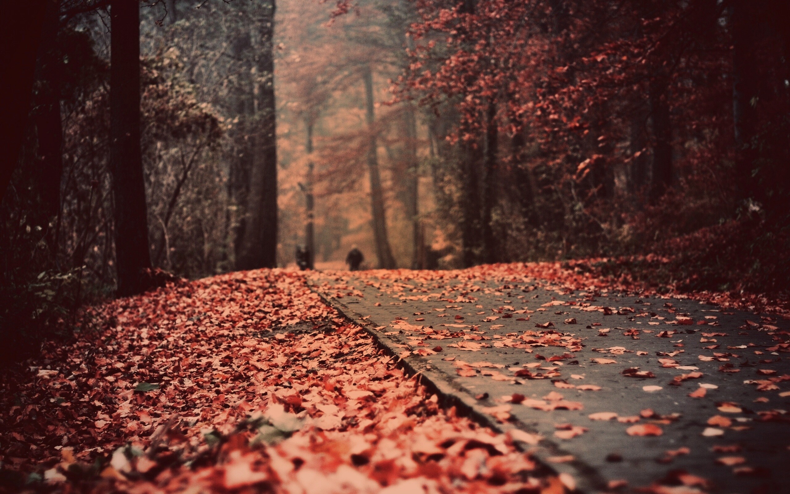 Осенняя дорога обои