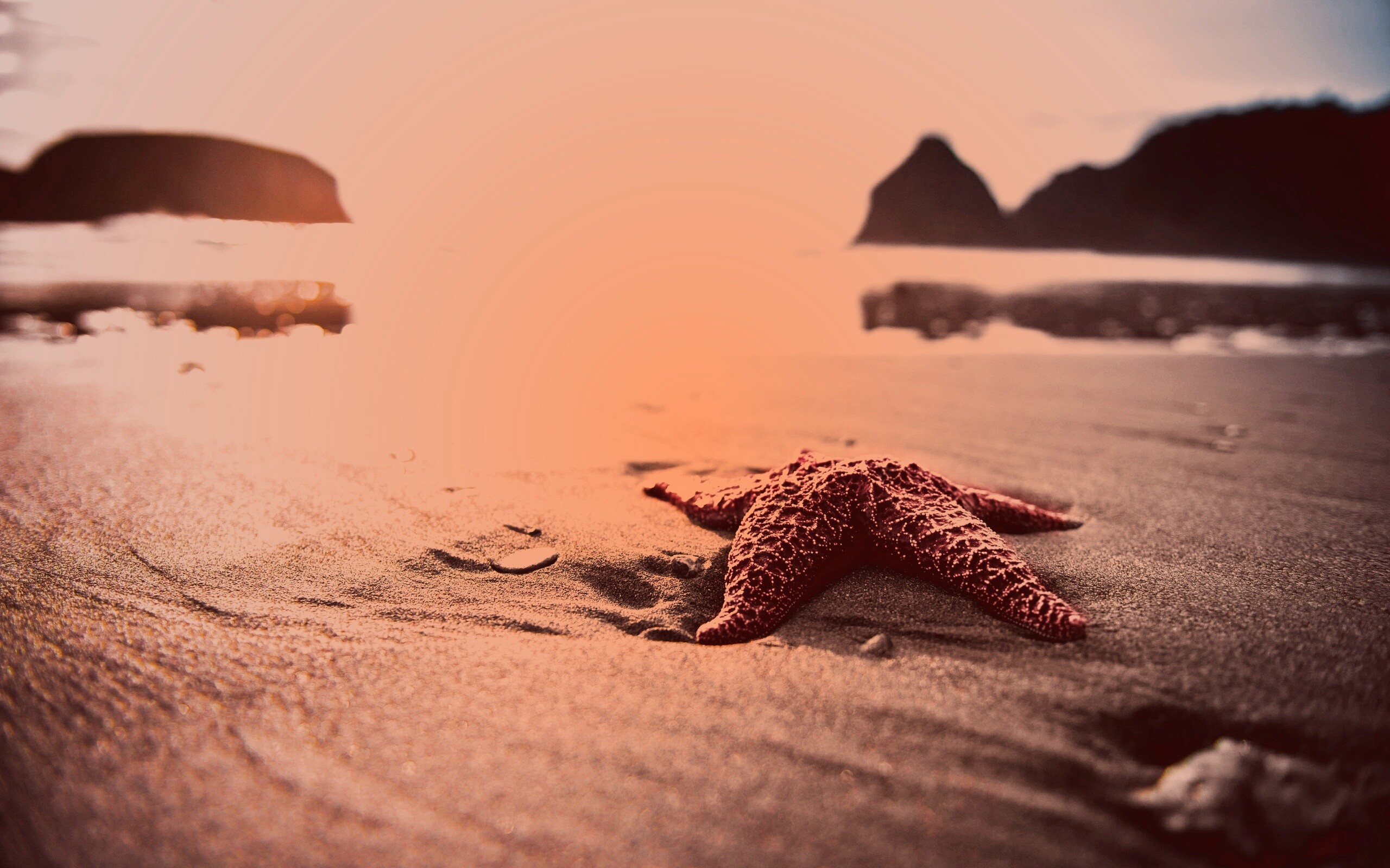 Морская звезда обои