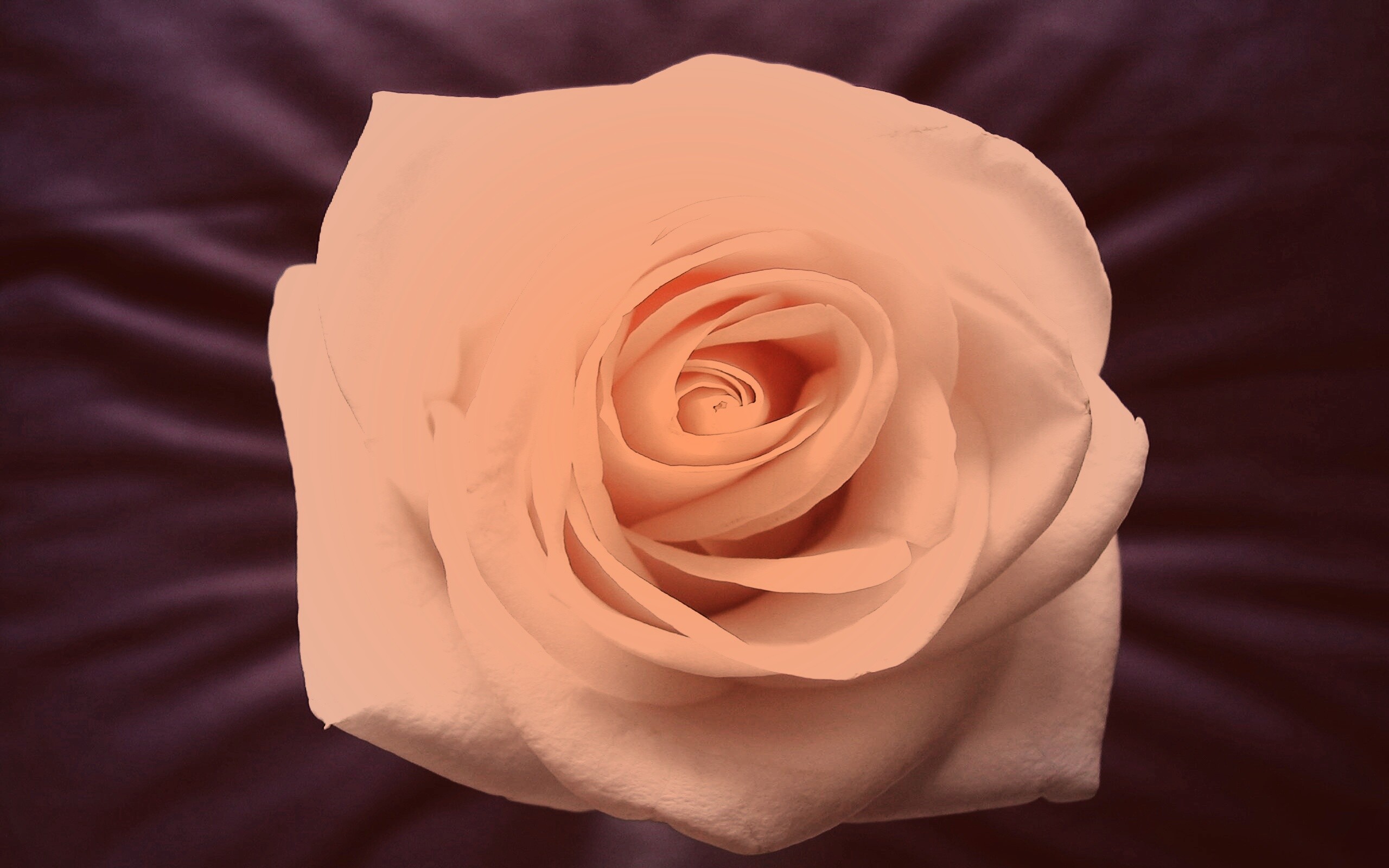 Белая роза обои