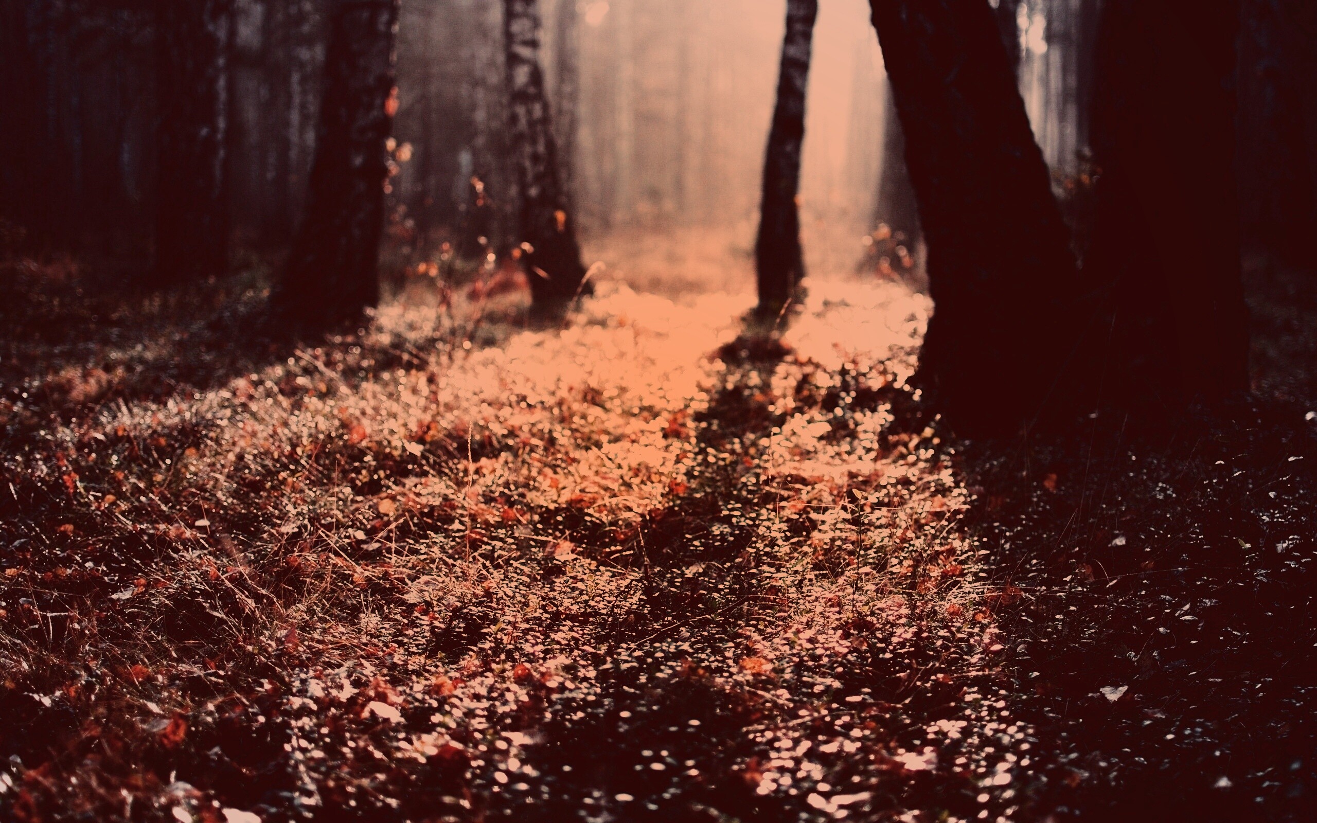 Лесная земля обои