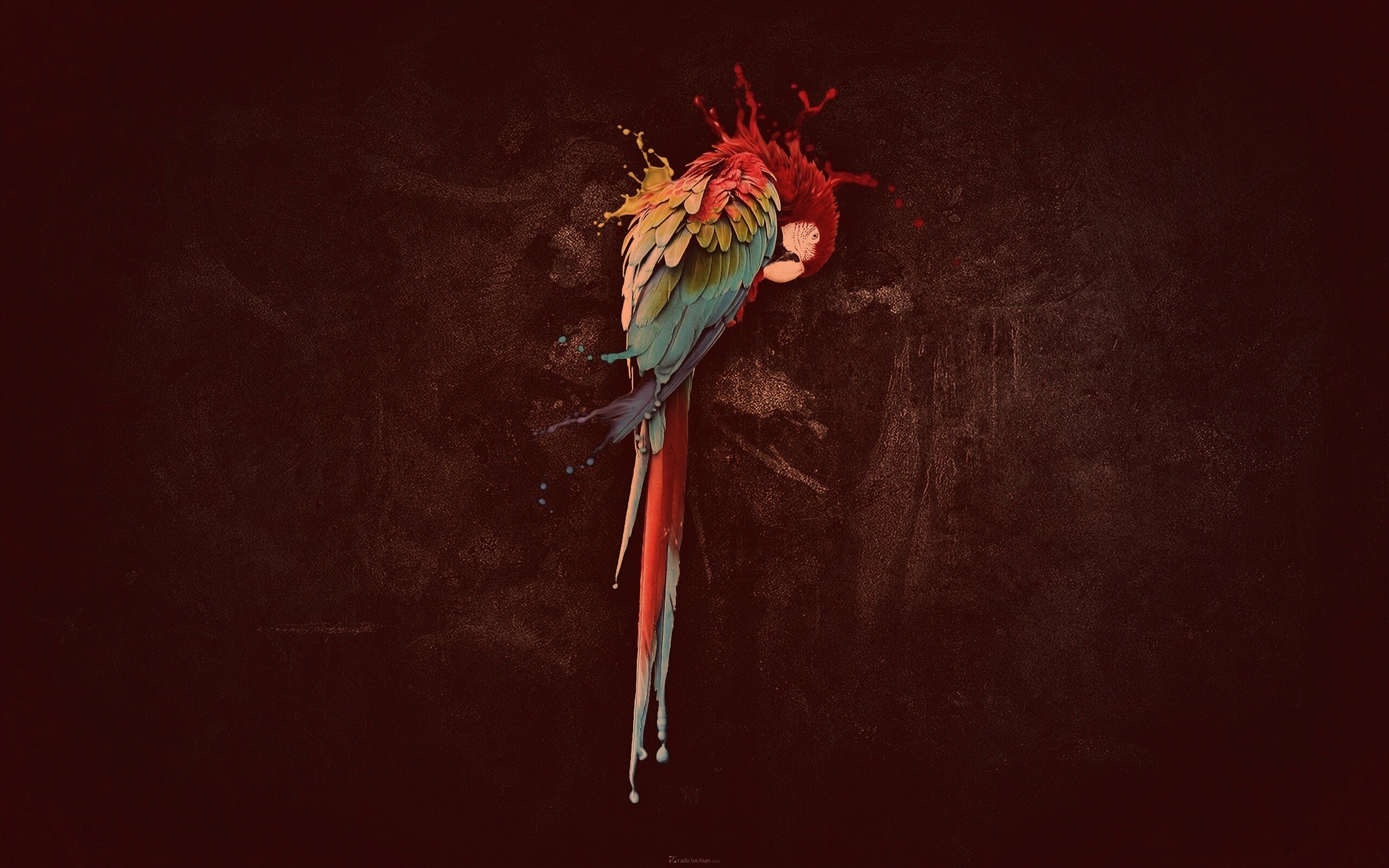 Попугай обои