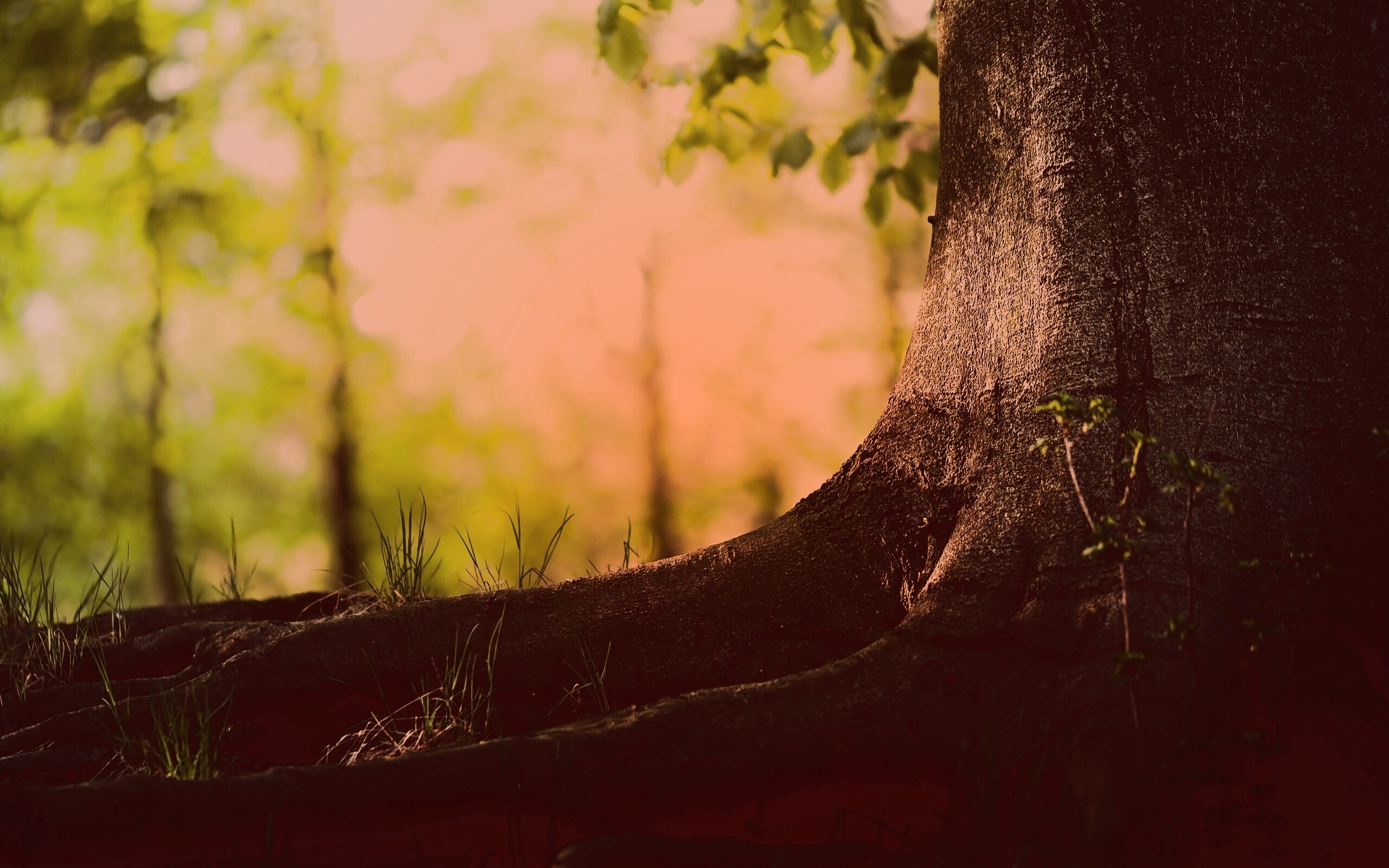 Корни дерева обои