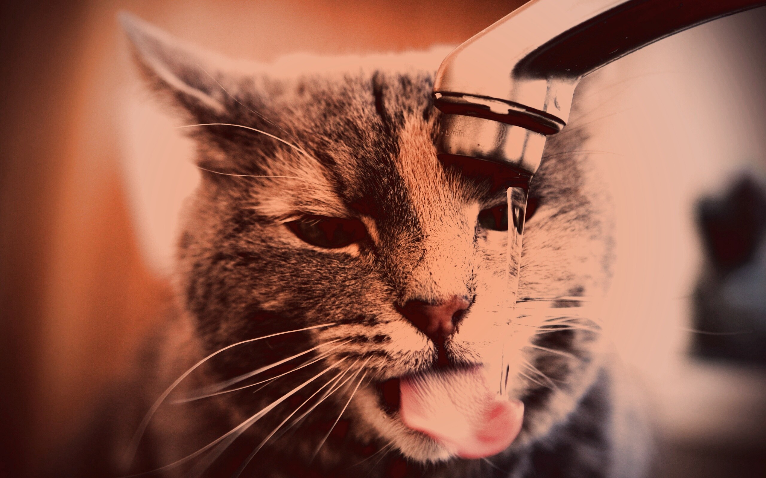 Кот пьет из под крана обои