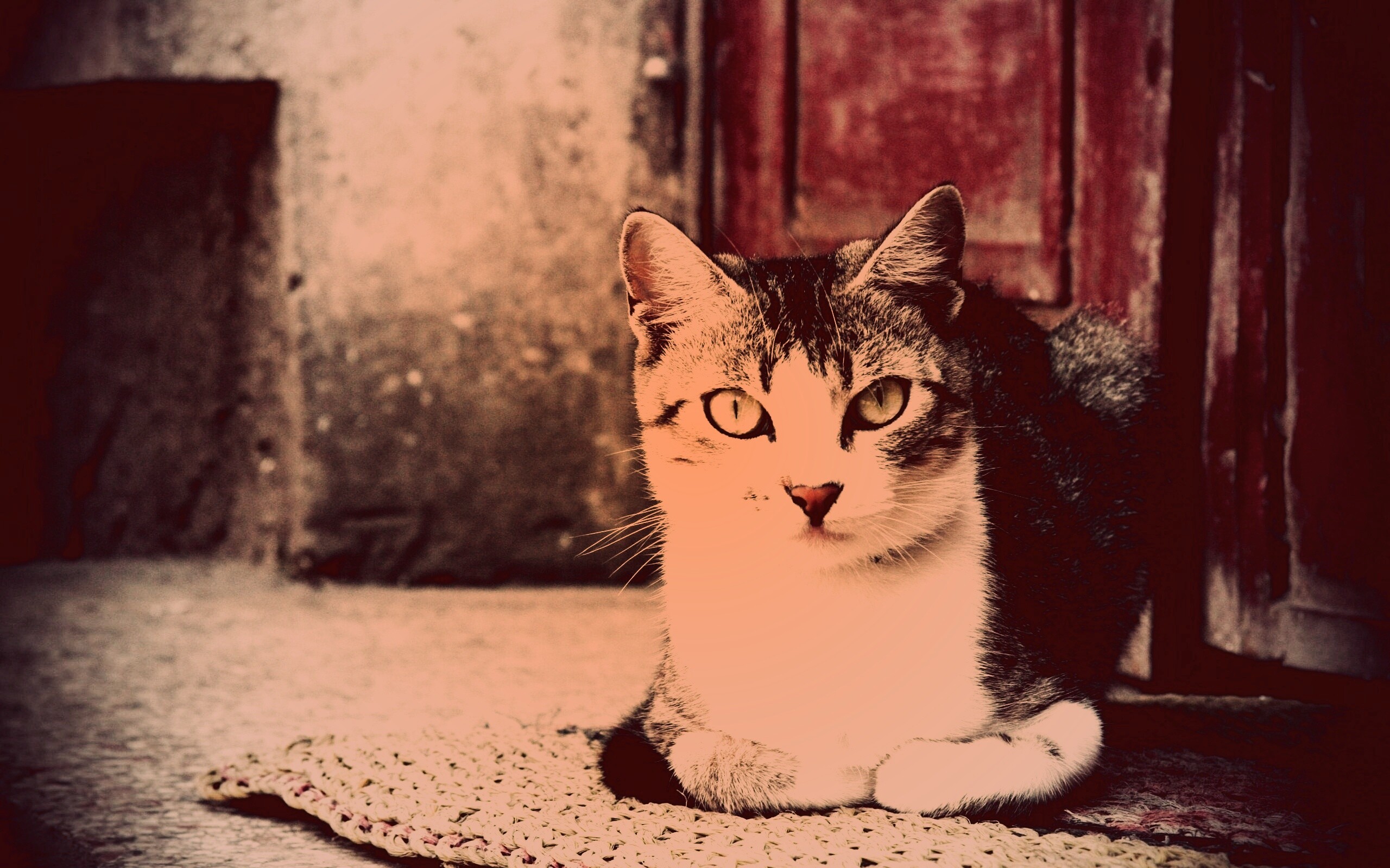 Кошечка на подстилке обои