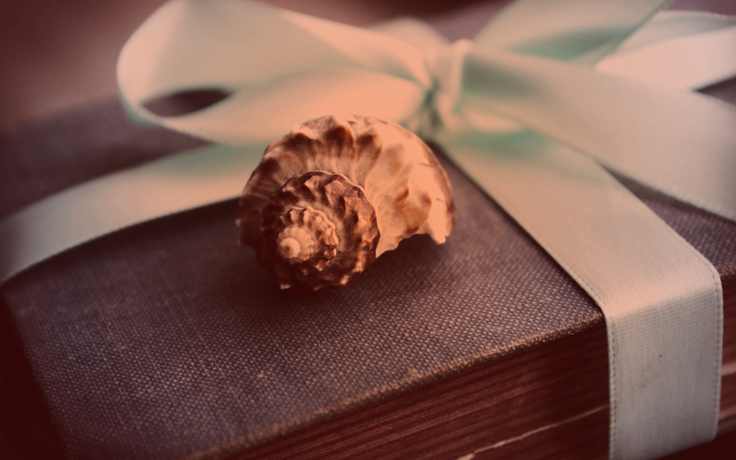 Ракушка на подарочном альбоме обои