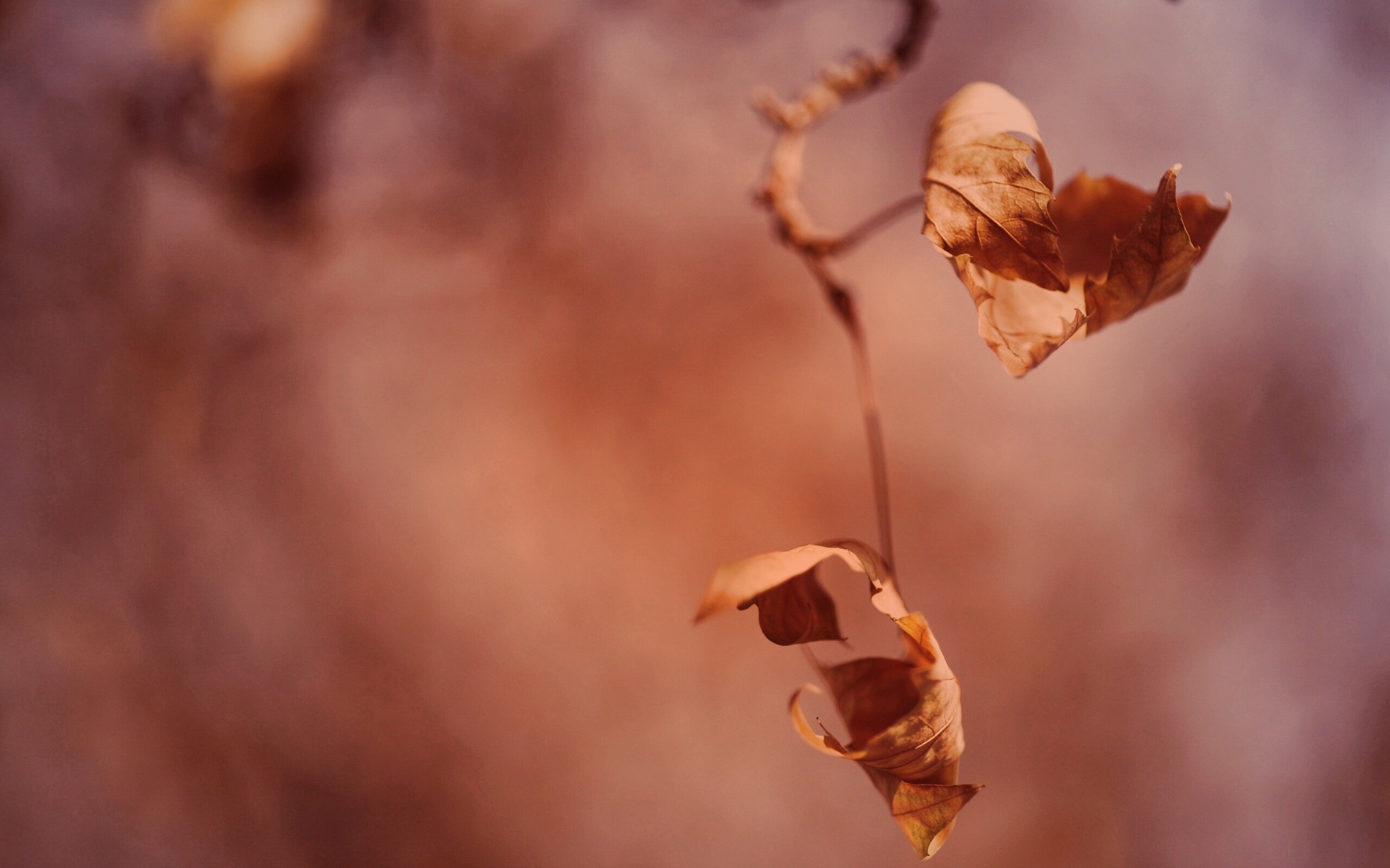 Увядшие листья обои