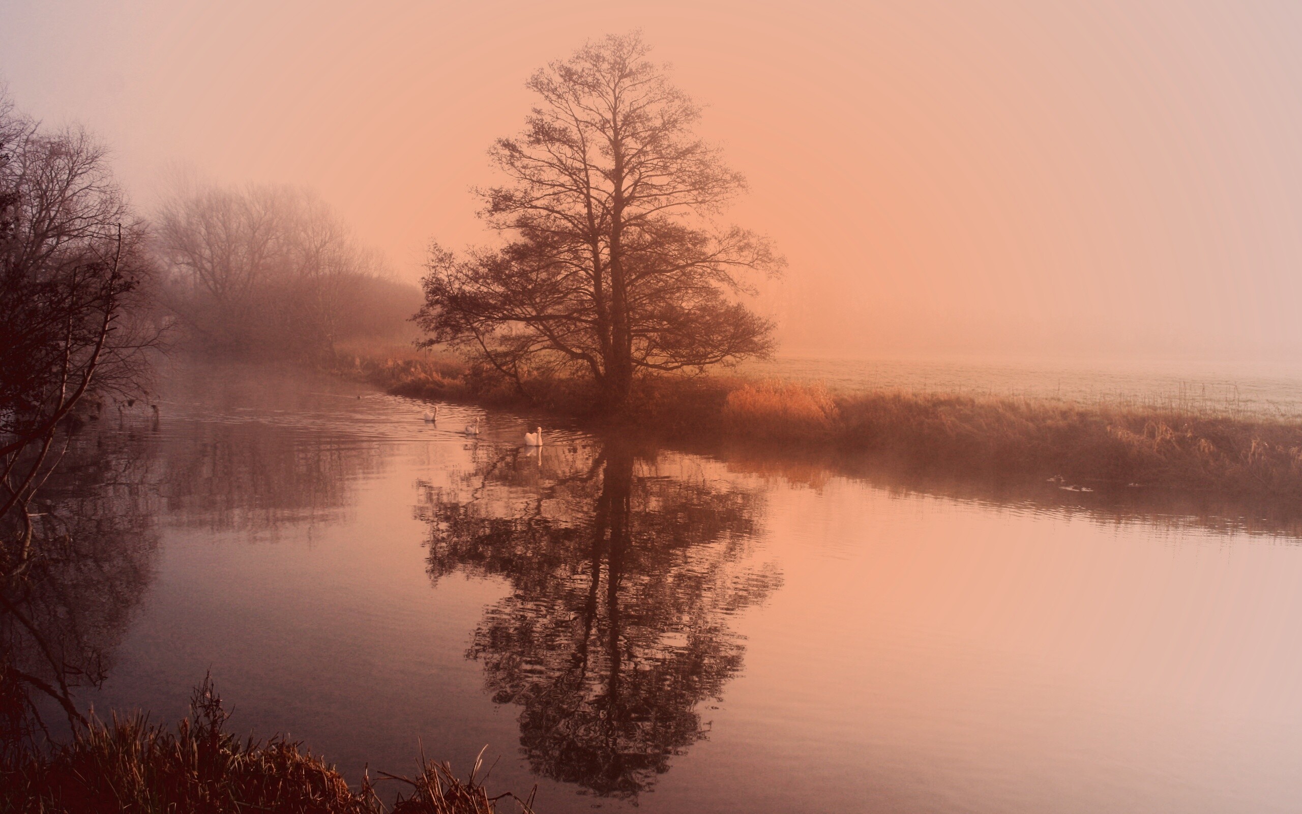 Дерево в тумане обои