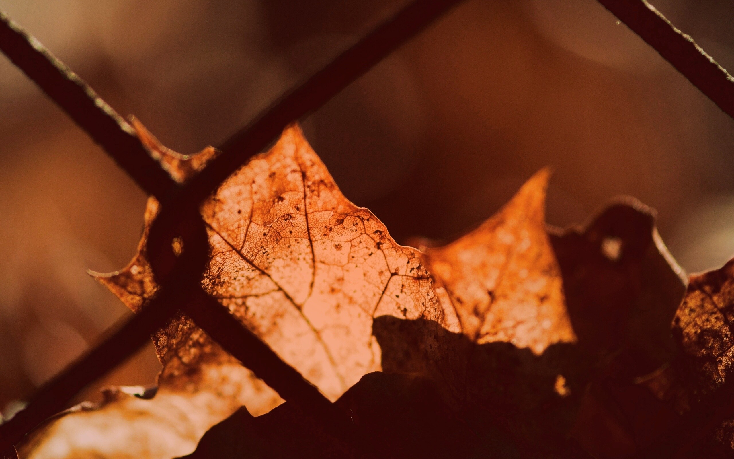 Осенний лист на забором обои