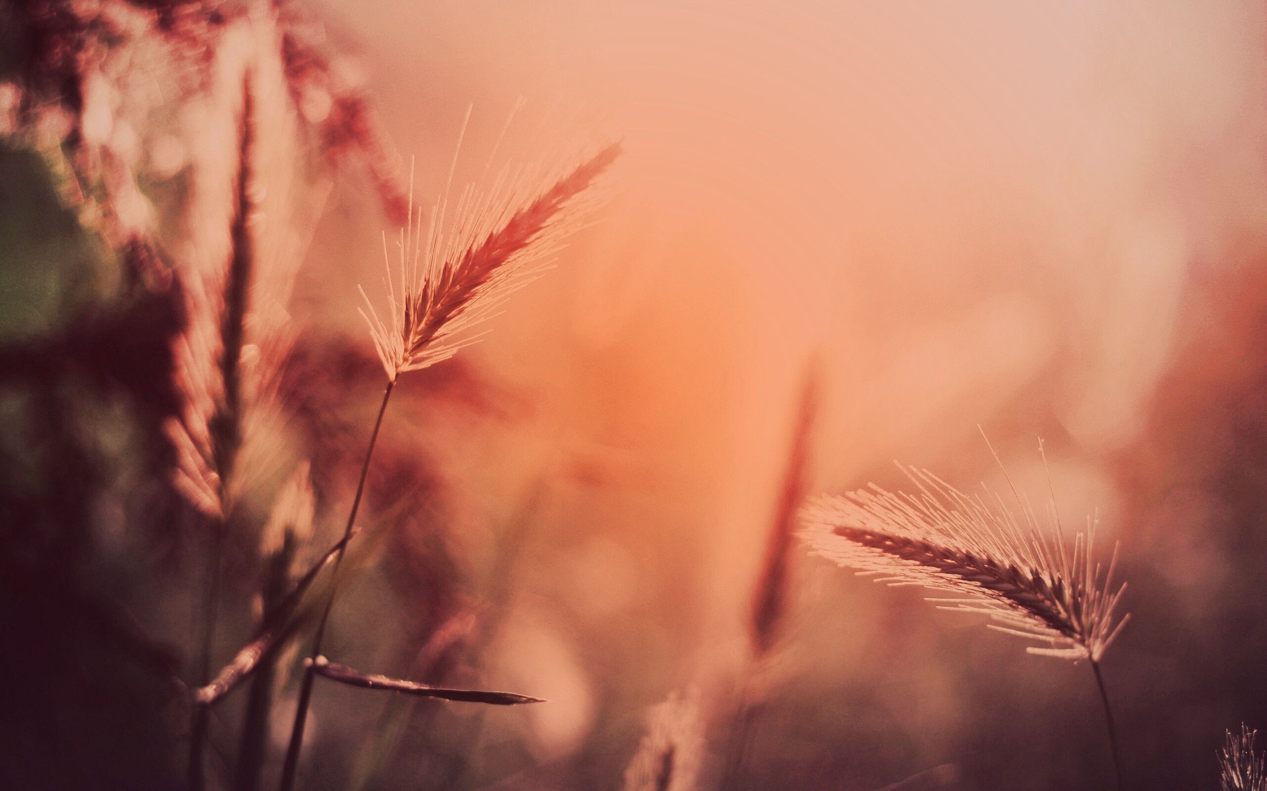 Травинки на солнце обои