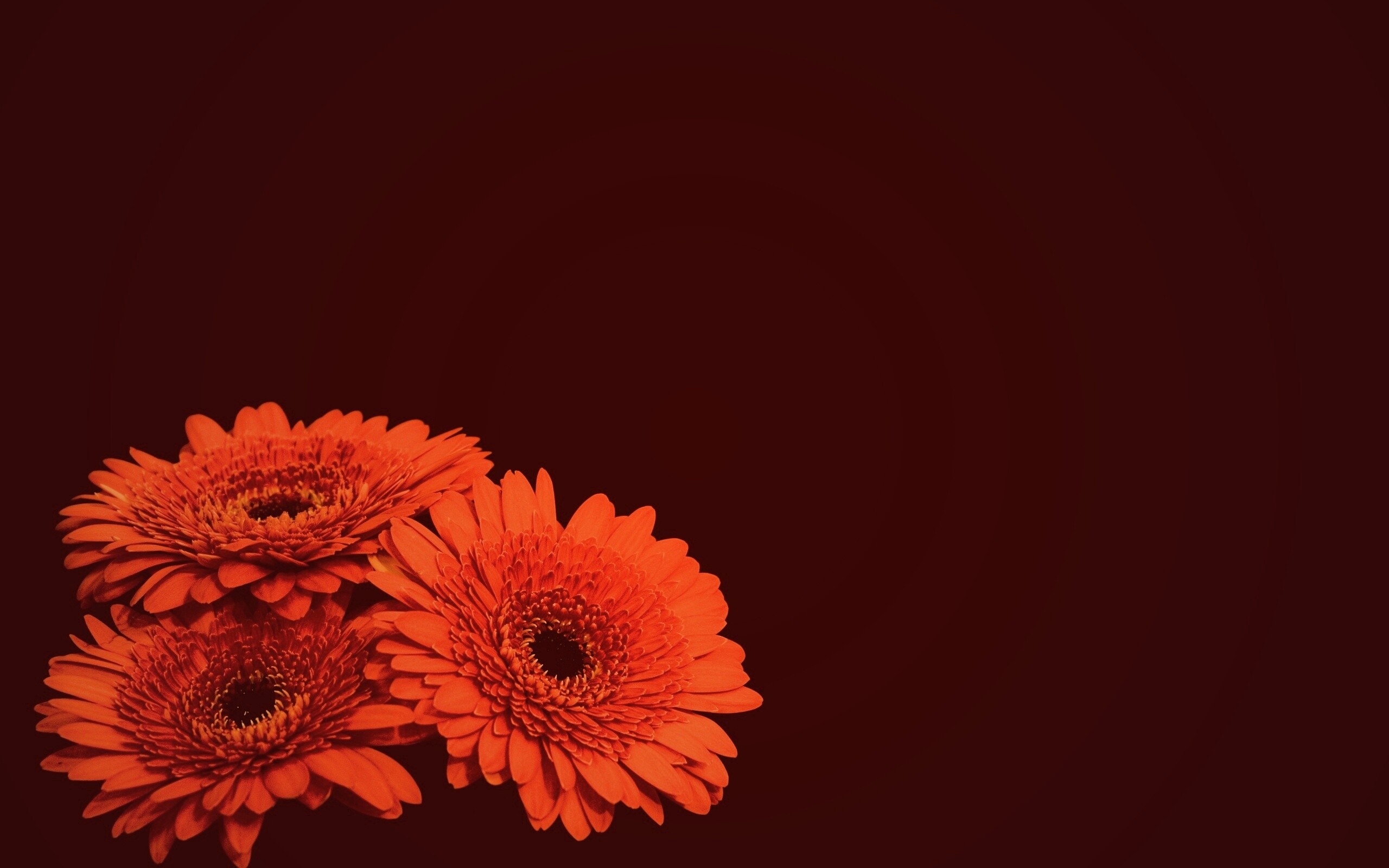 Красные герберы обои
