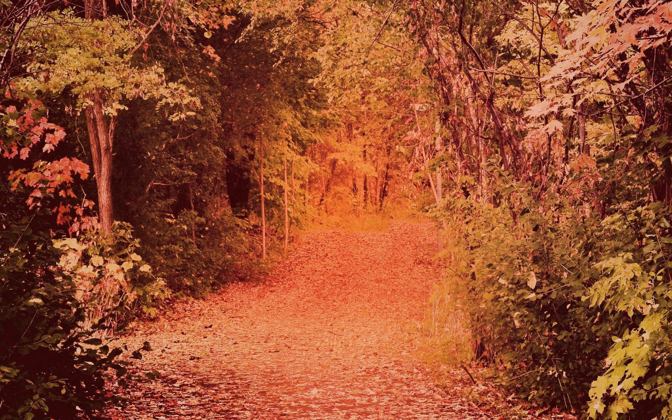 Дорожка в осеннем лесу обои