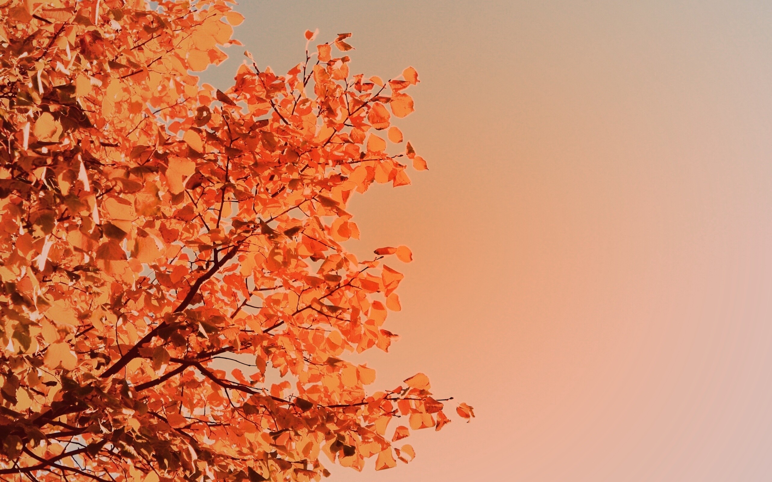 Ветви с пожелтевшими листьями на фоне неба обои