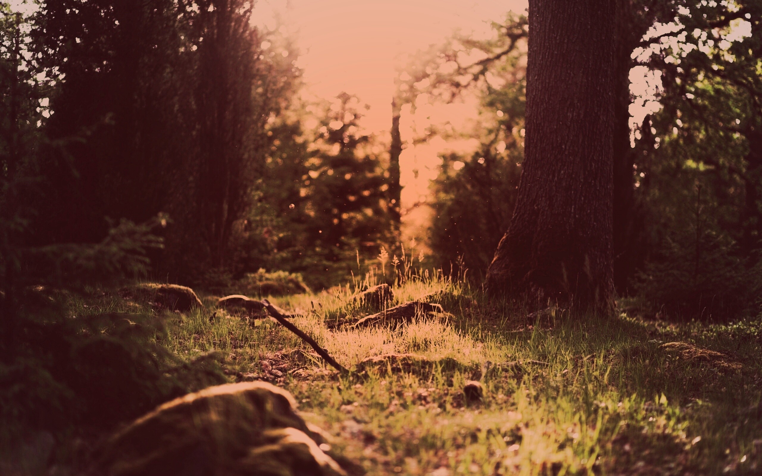 Лето в лесу обои