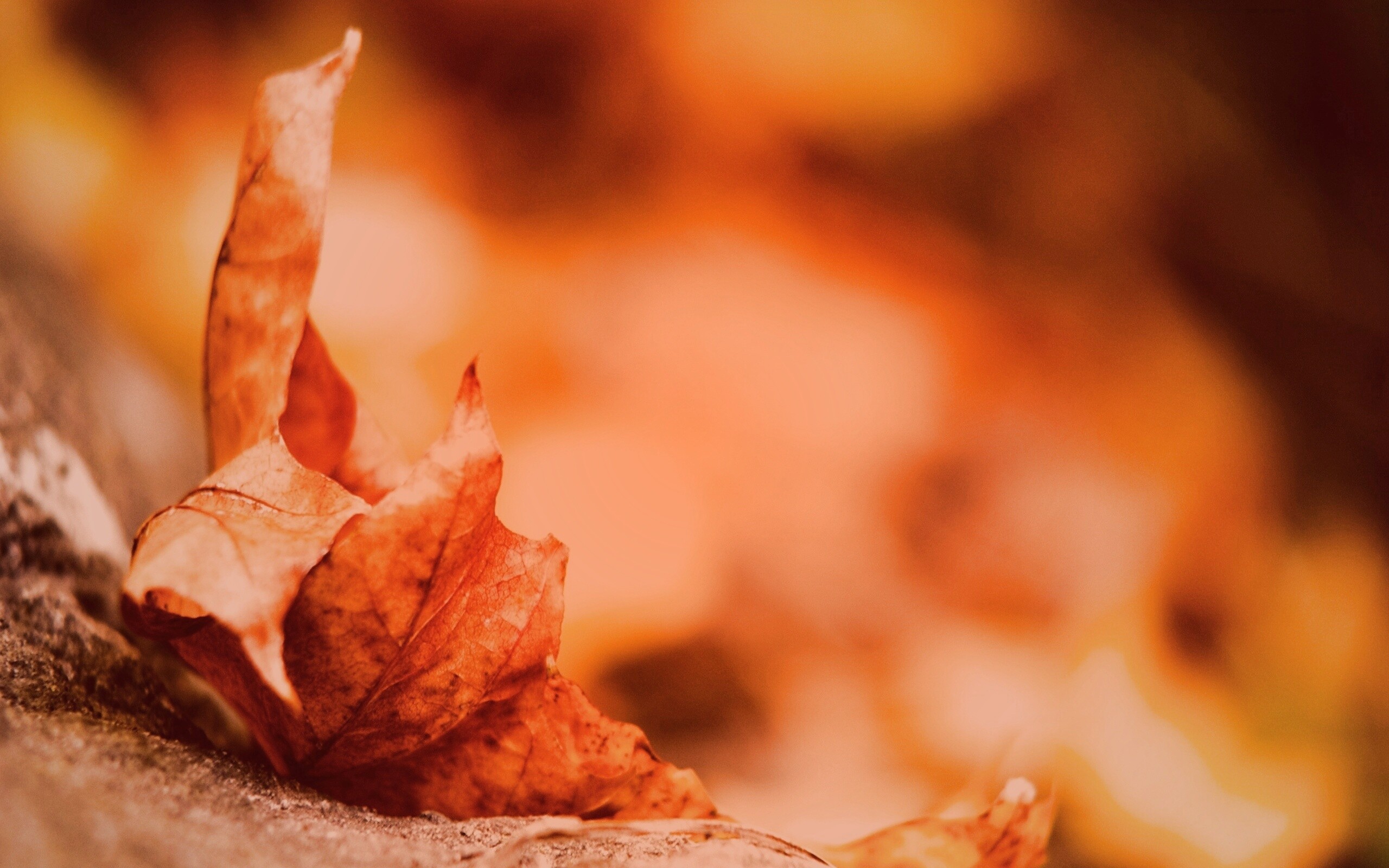 Пламенеющий осенний лист обои