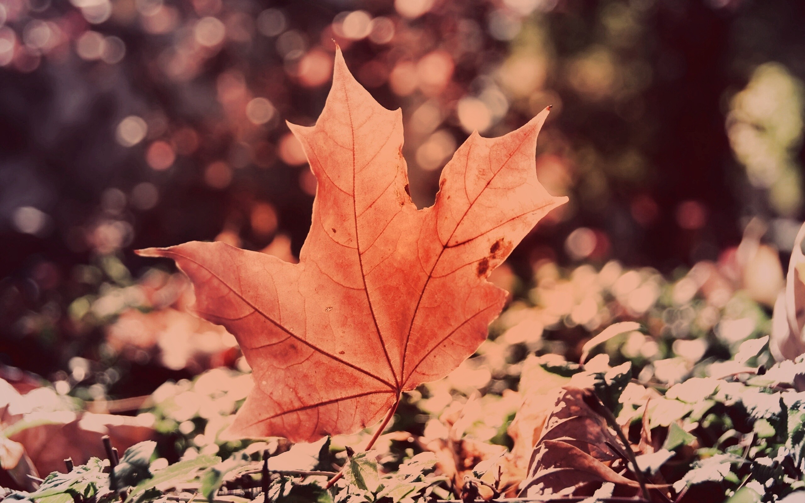 Желтый кленовый лист обои